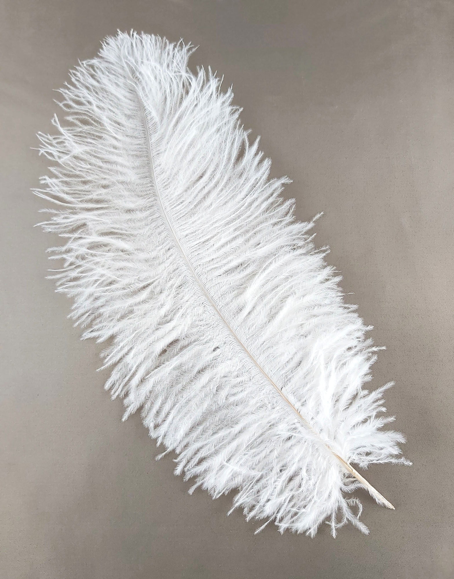 plume autruche souple blanc legere