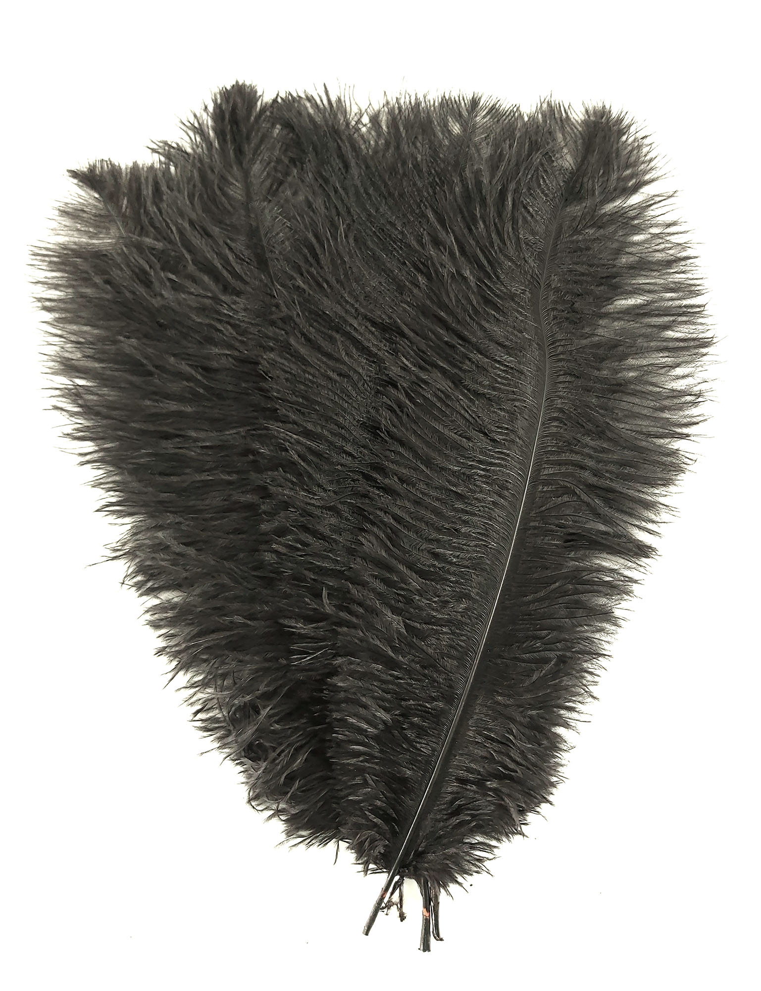 plume autruche souple noir aerienne