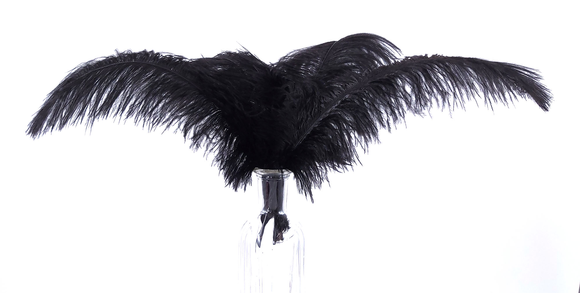 plume autruche souple noir de qualité