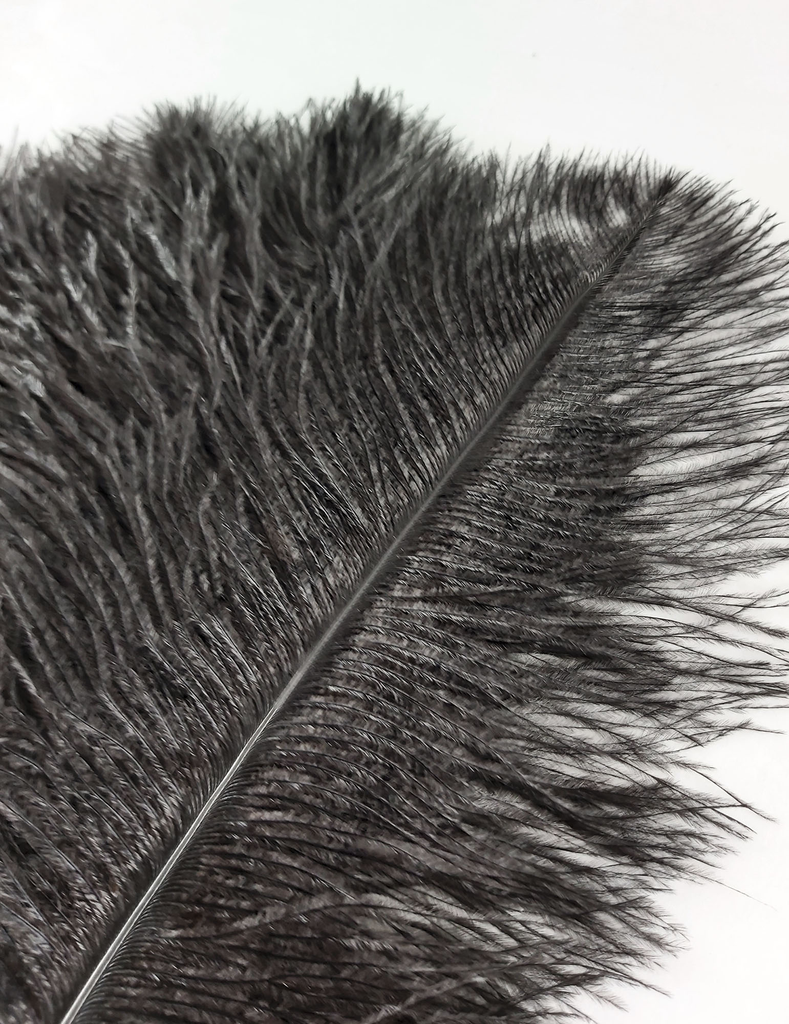 plume autruche souple noir belle