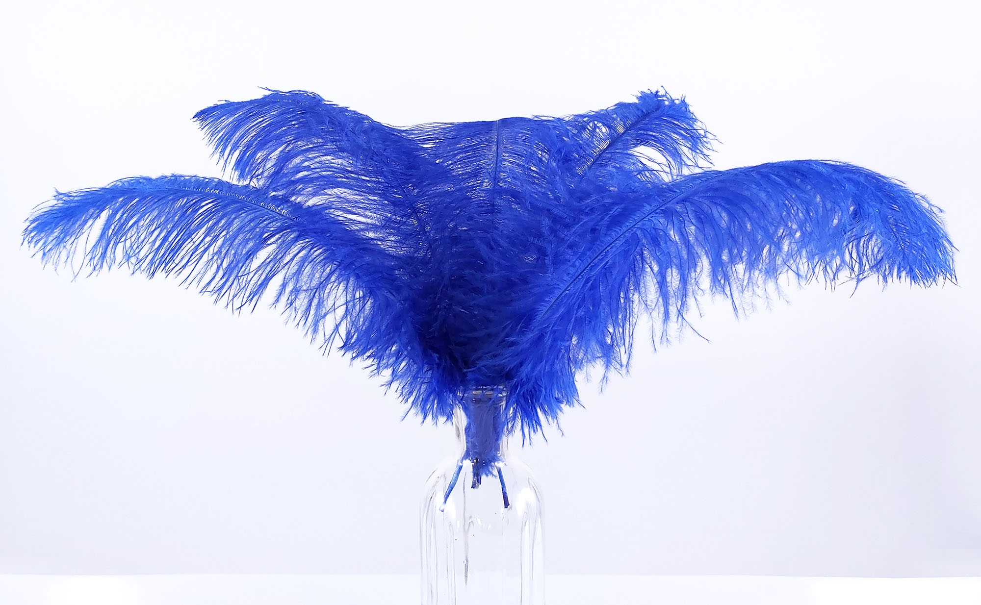 plume autruche souple bleu royal jolie