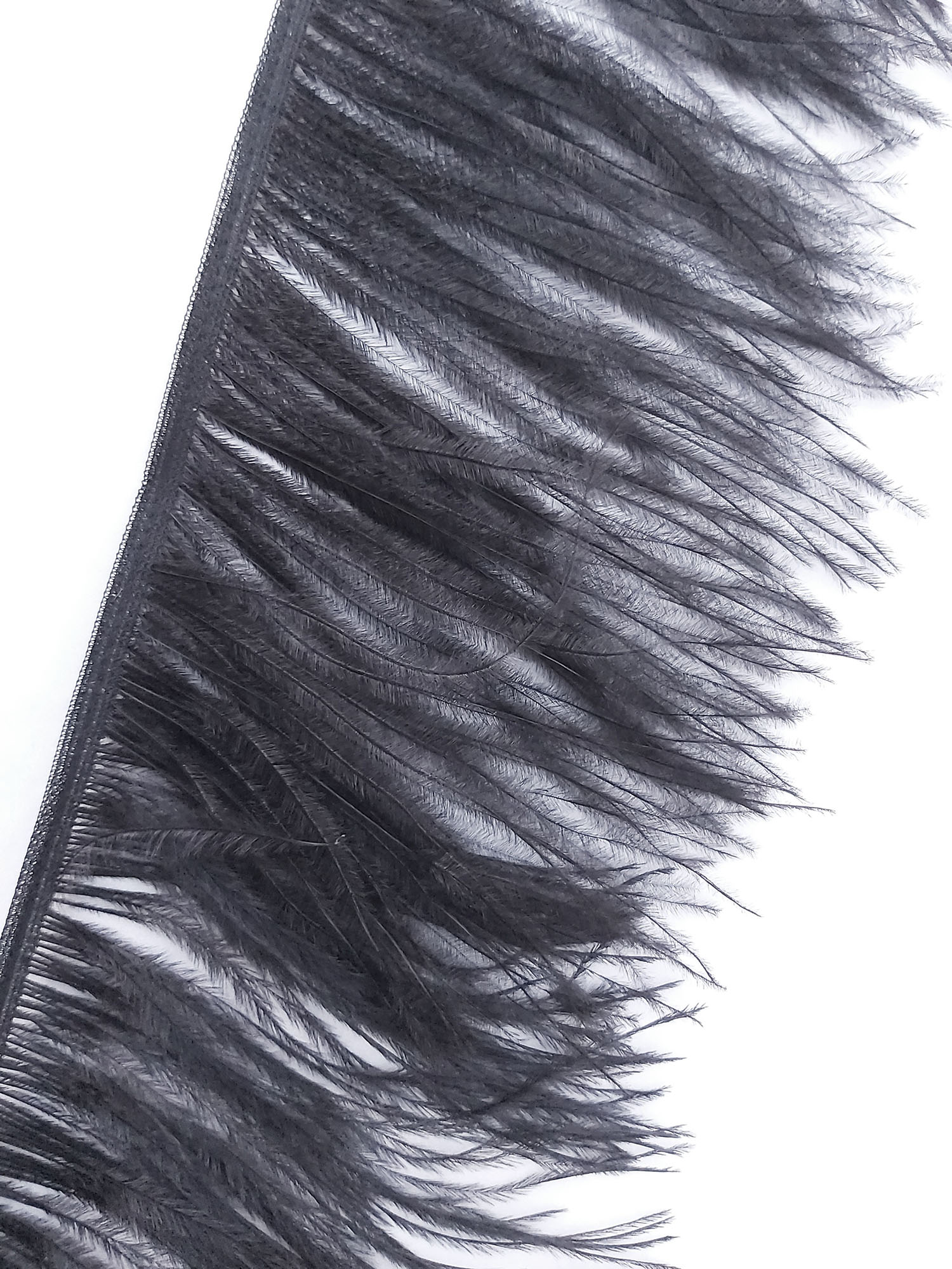galon autruche noir plume