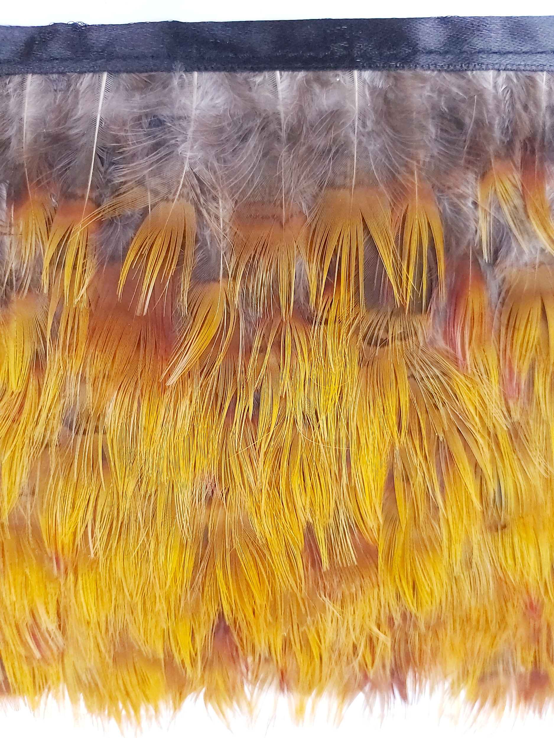 plume frange faisan dore