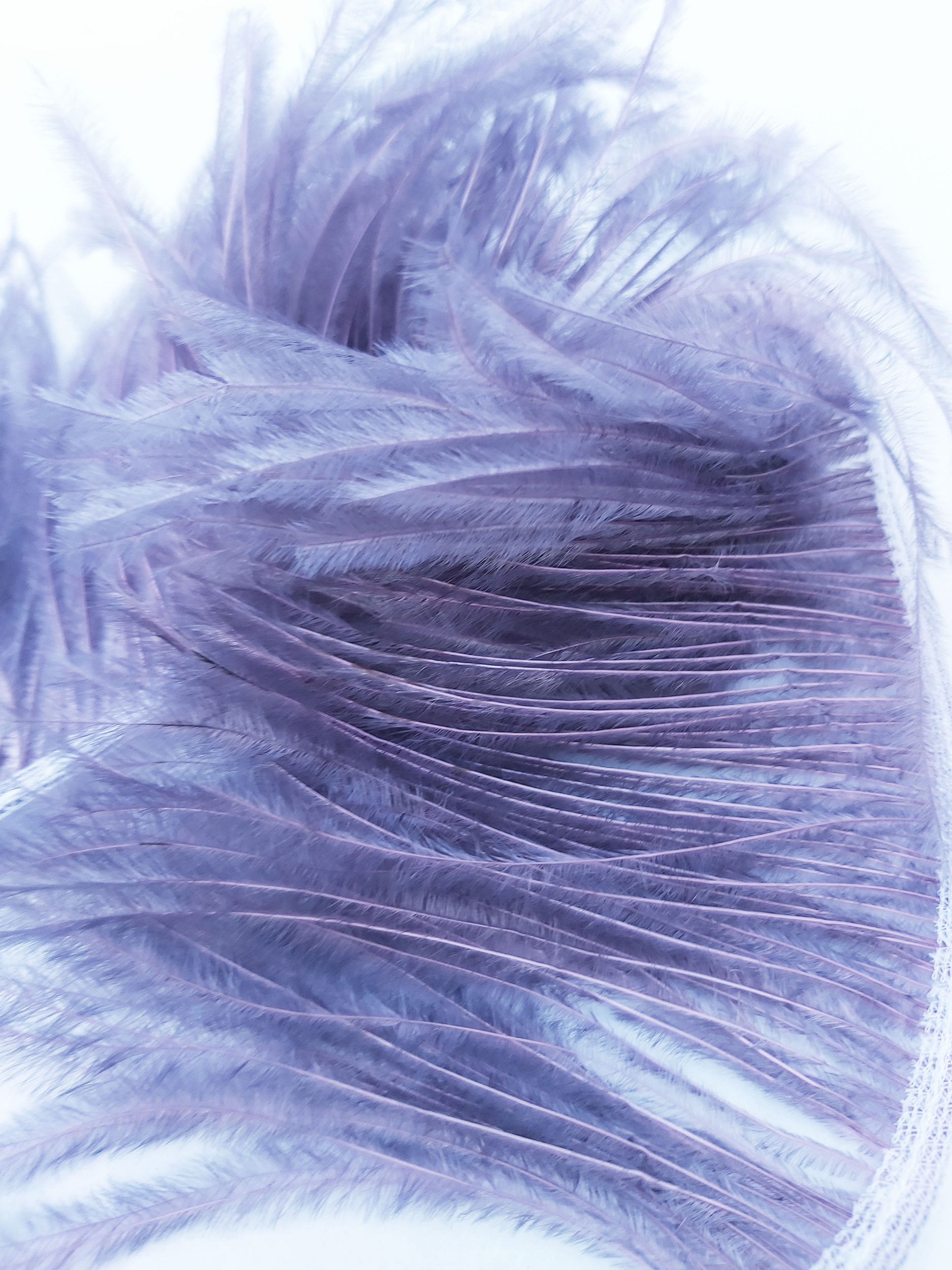 galon autruche mauve plume
