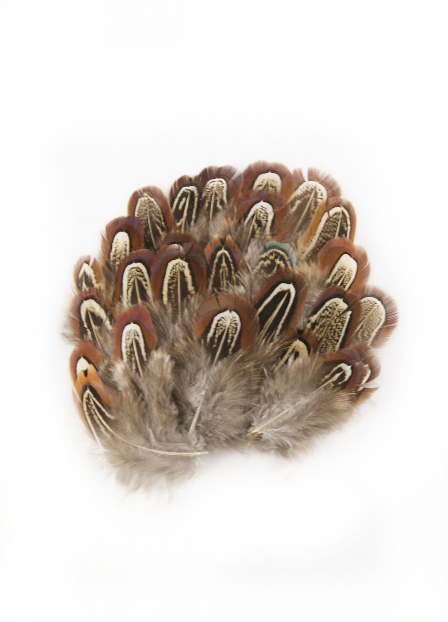 plume de faisan commun legere naturel