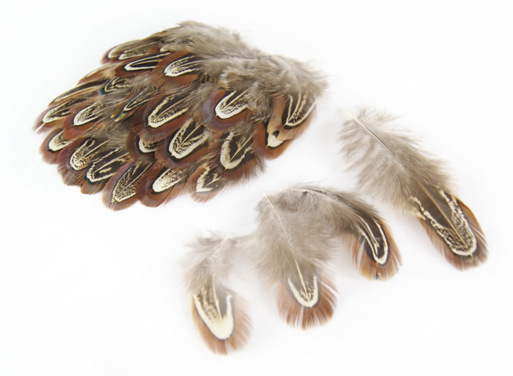 plume de faisan commun de qualite naturel
