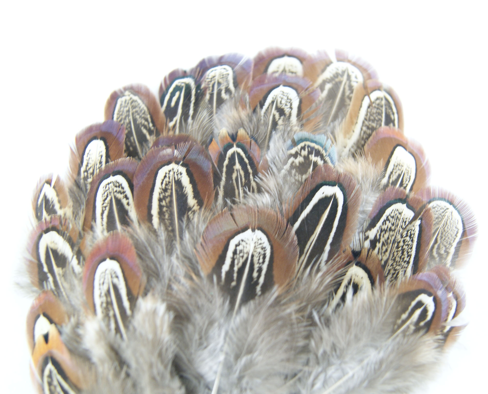 plume de faisan commun naturel