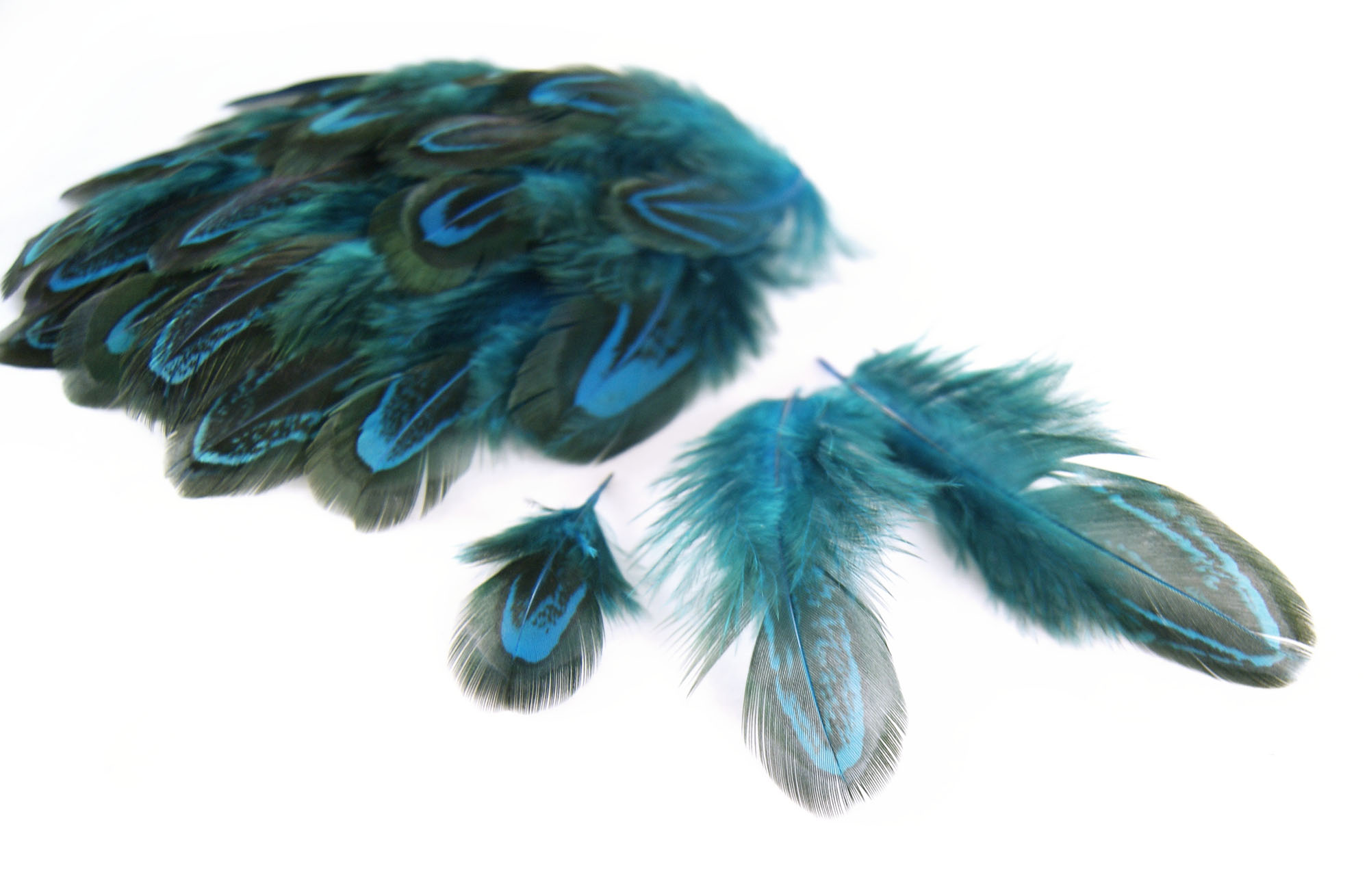 plume de faisan commun legere turquoise
