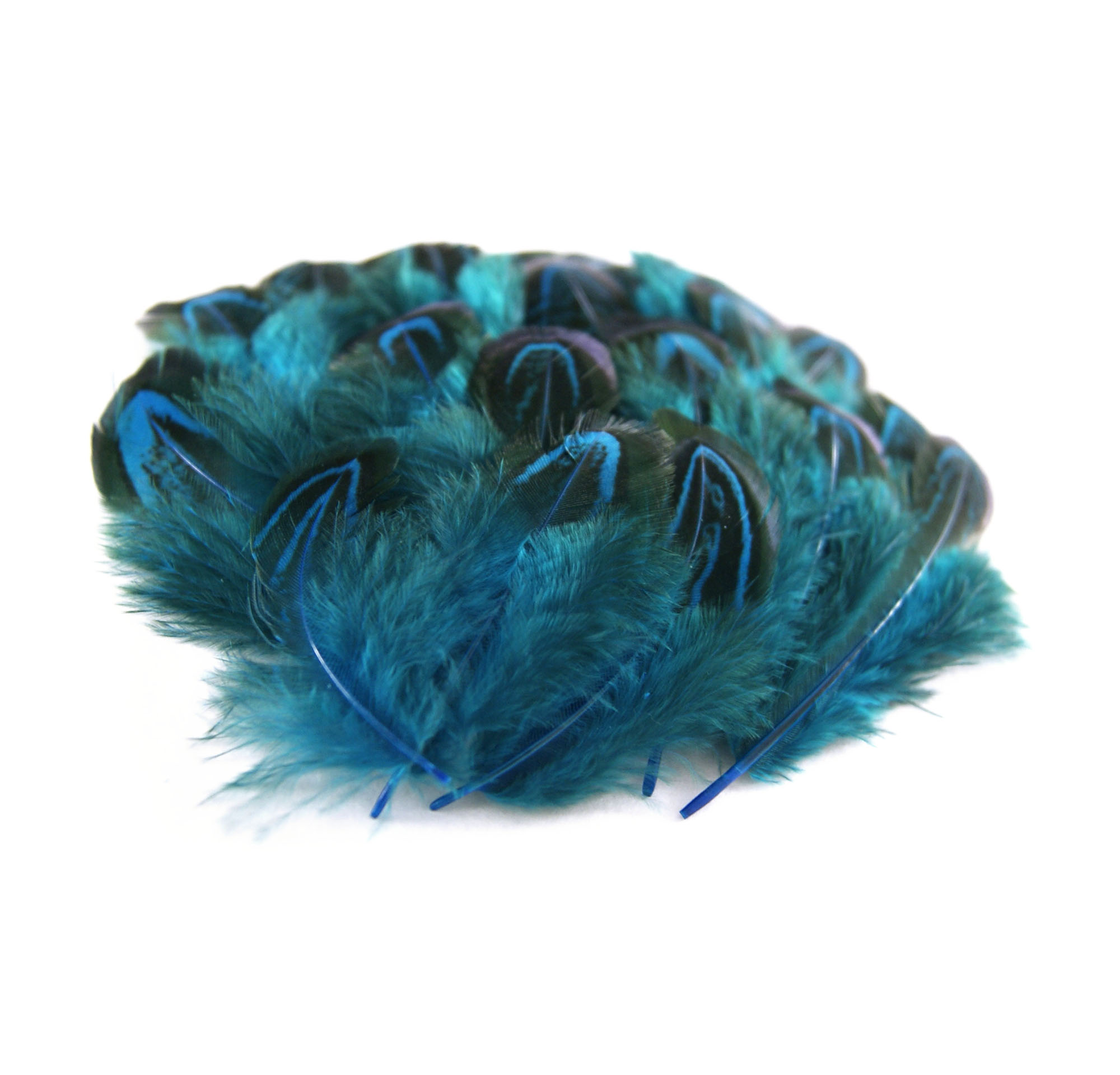 plume de faisan commun bleu turquoise