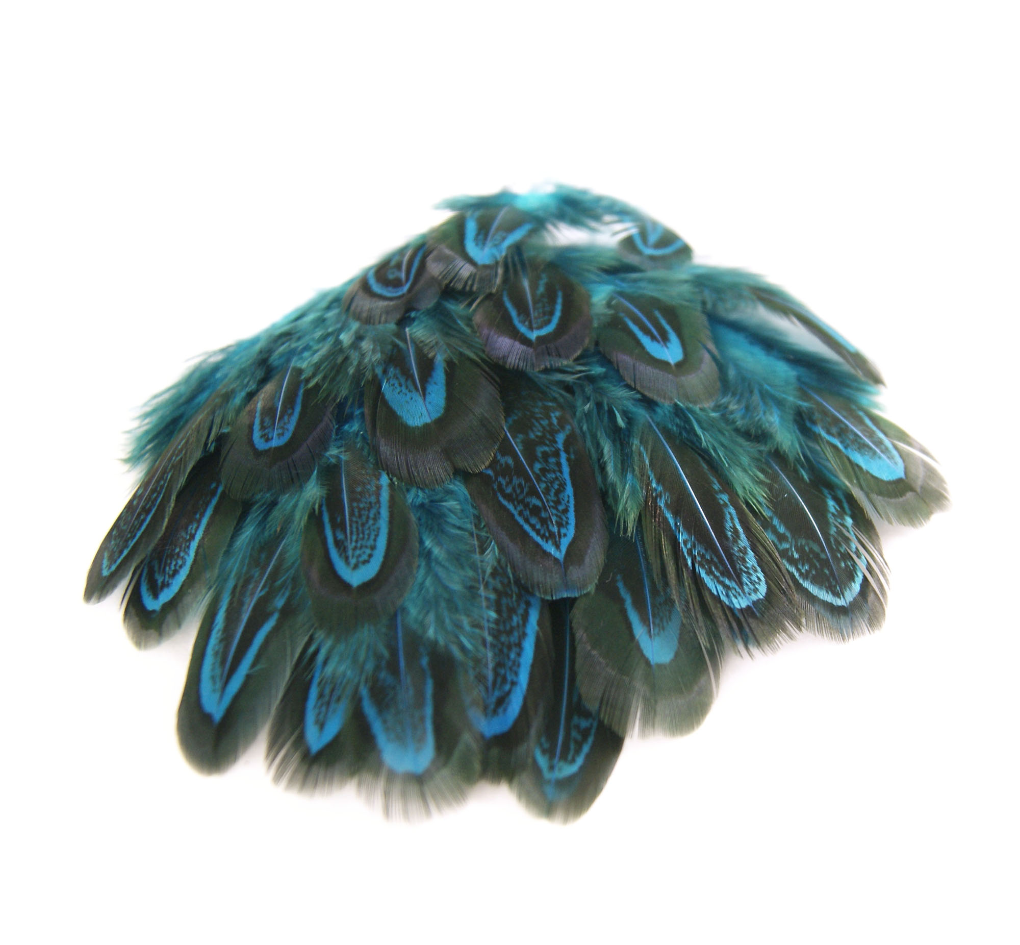 plume de faisan commun turquoise