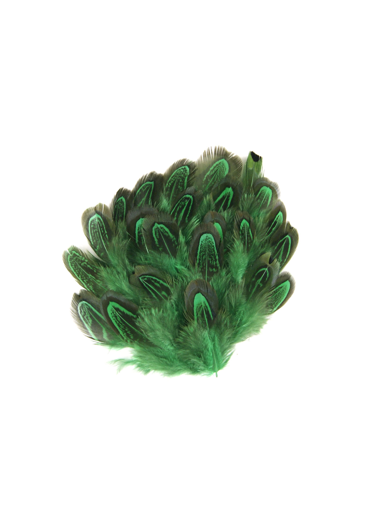 plume de faisan commun vert belle