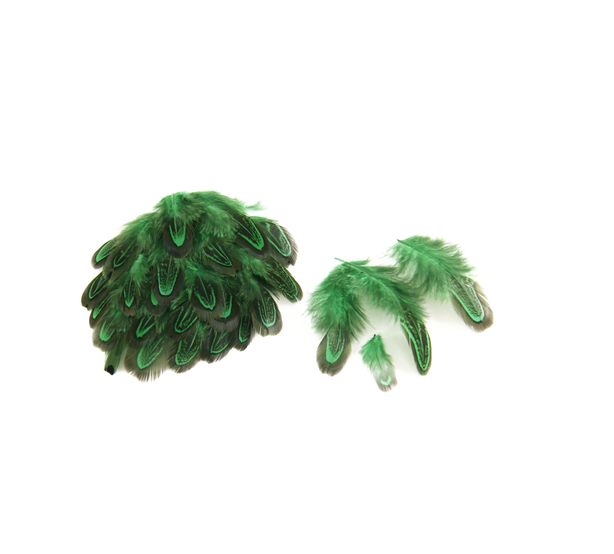 plume de faisan commun de qualite vert