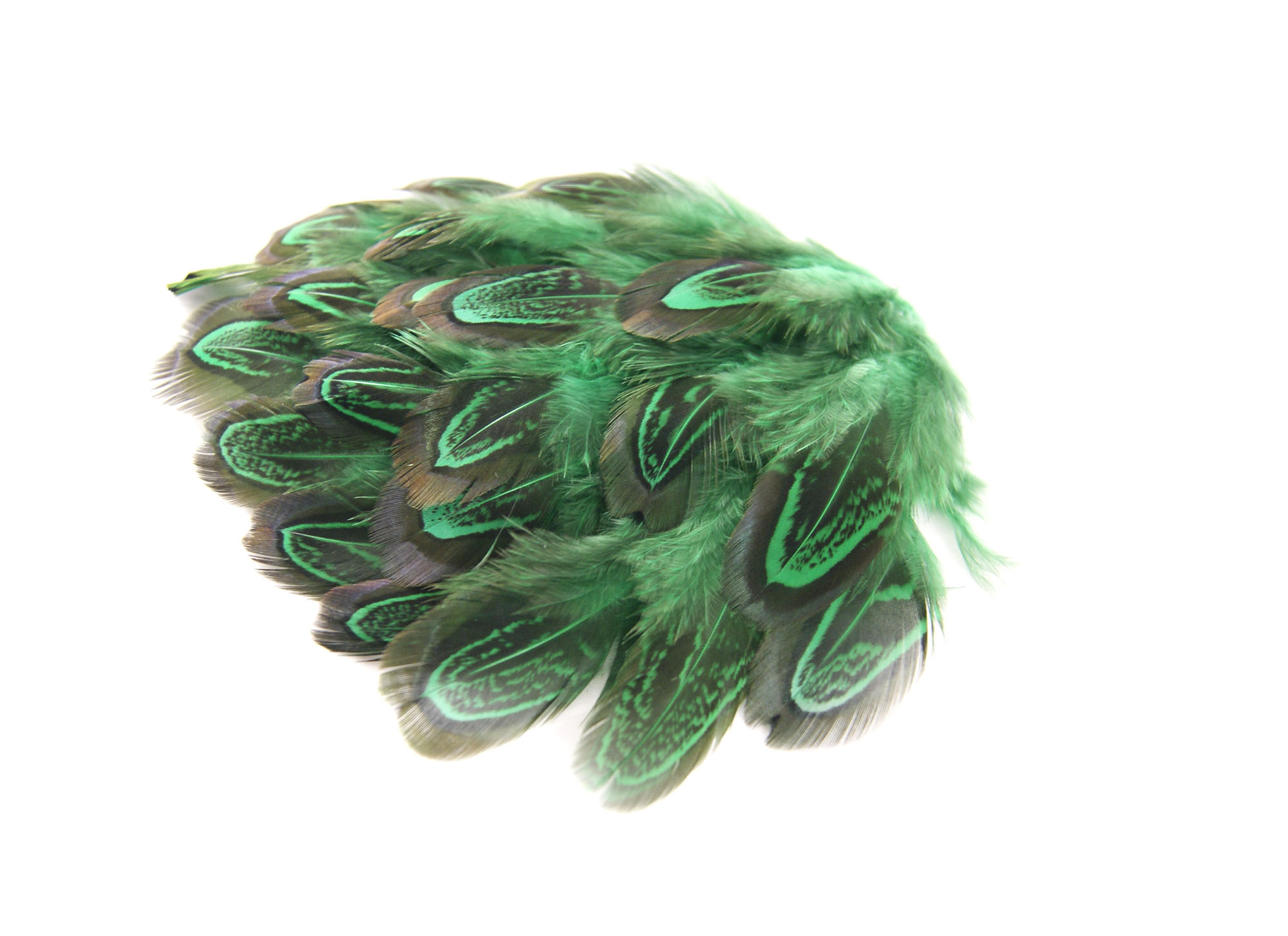 plume de faisan commun vert
