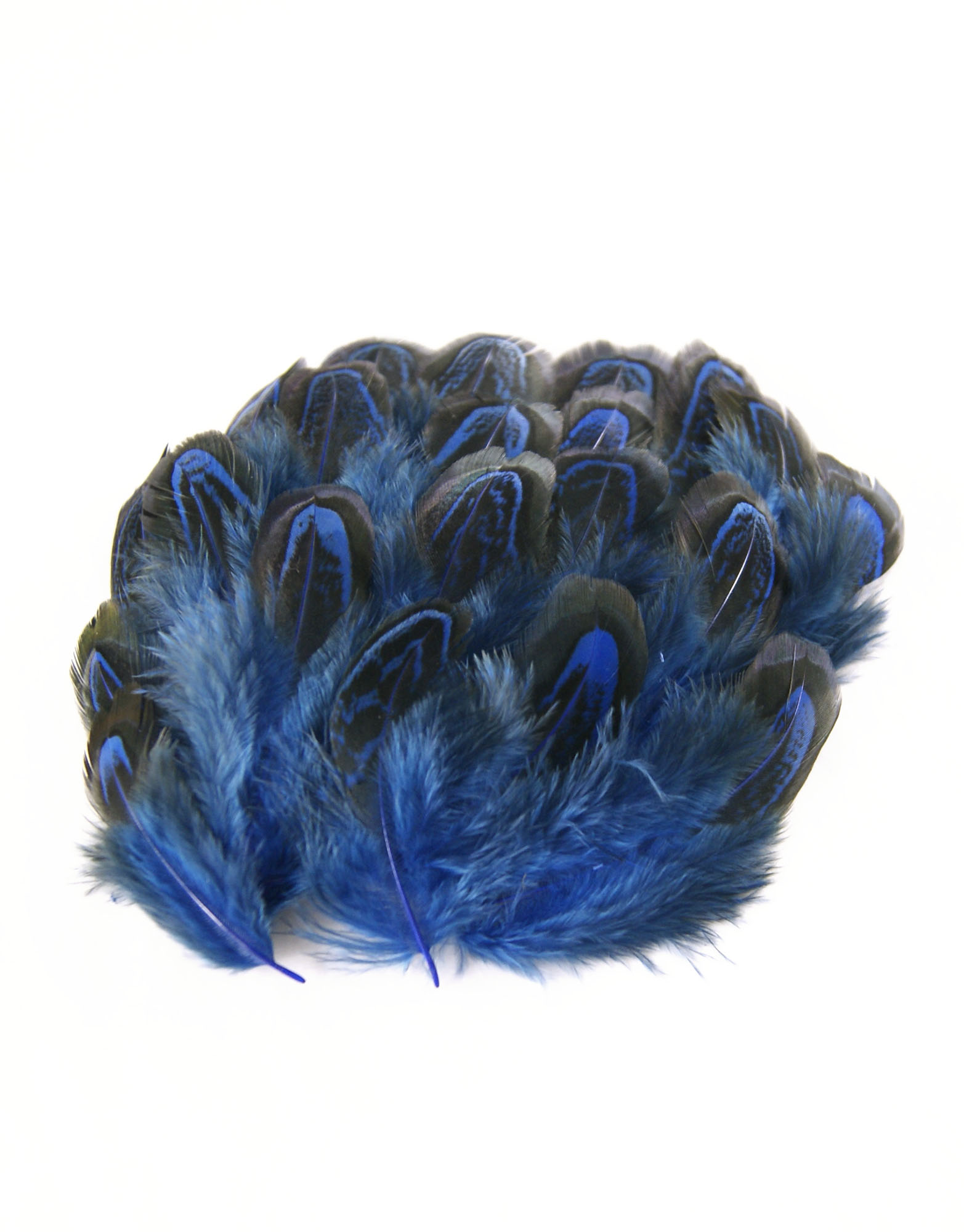 plume de faisan commun de qualite bleu