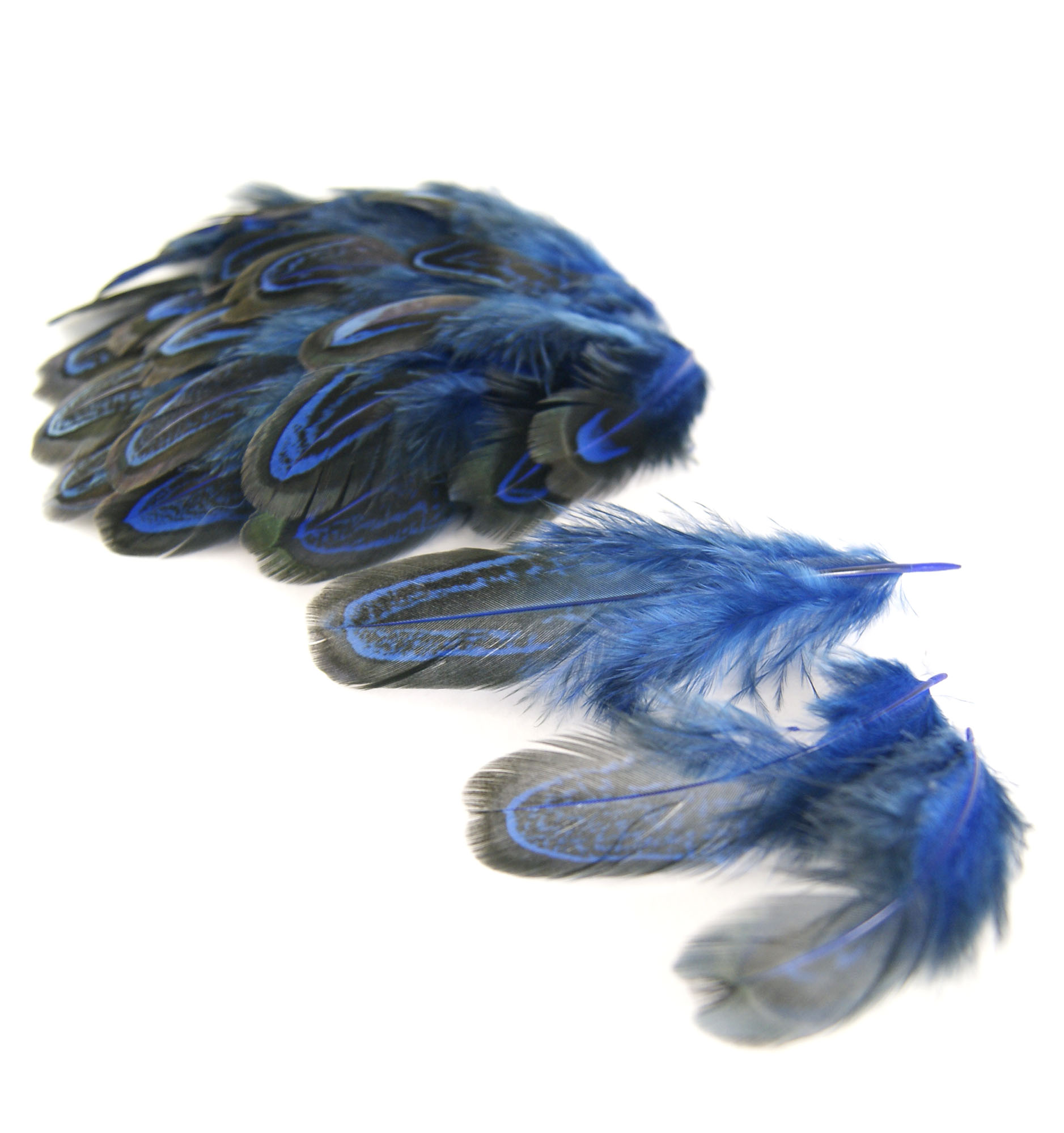 plume de faisan commun legere bleu