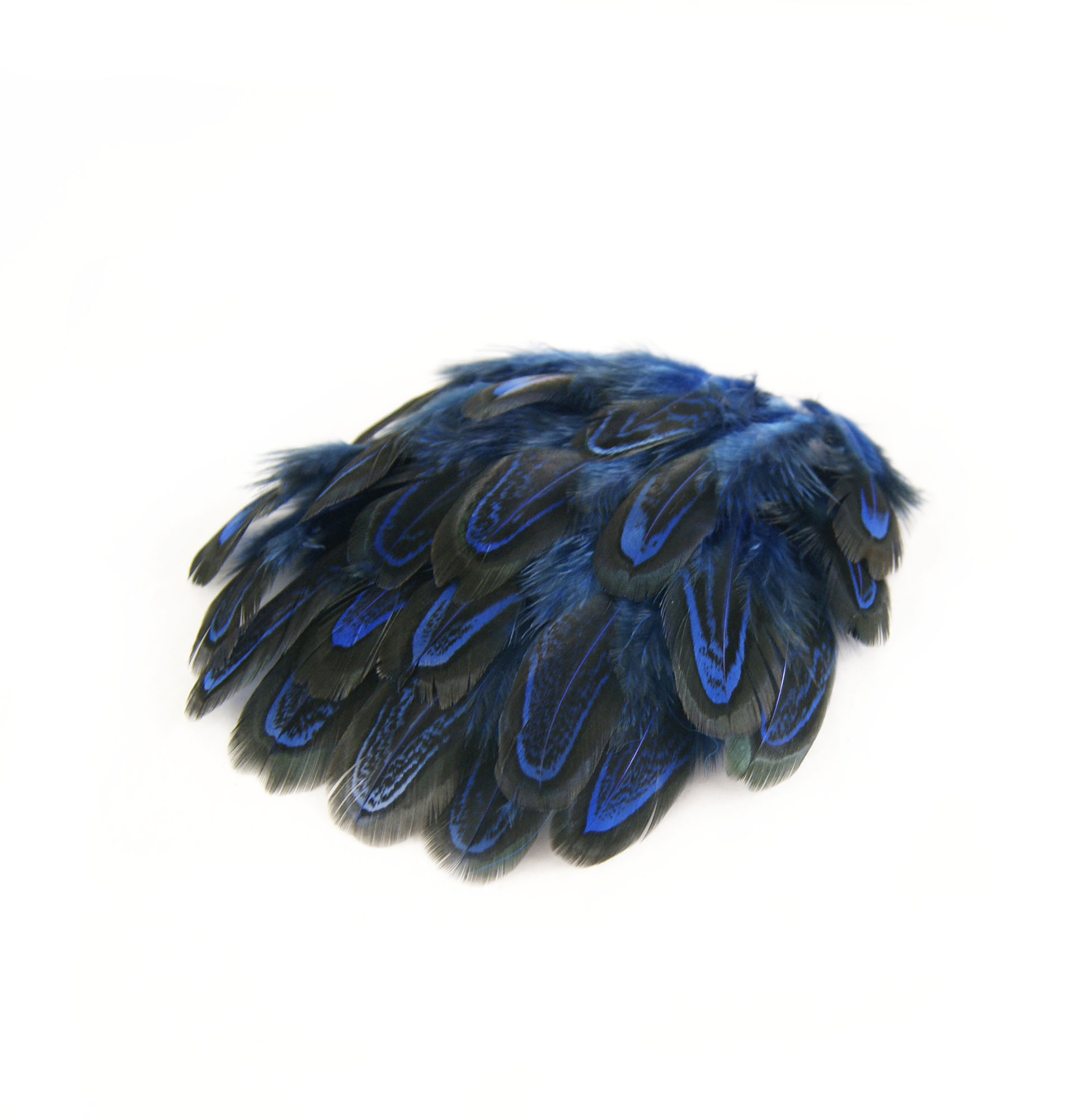 plume de faisan commun bleu