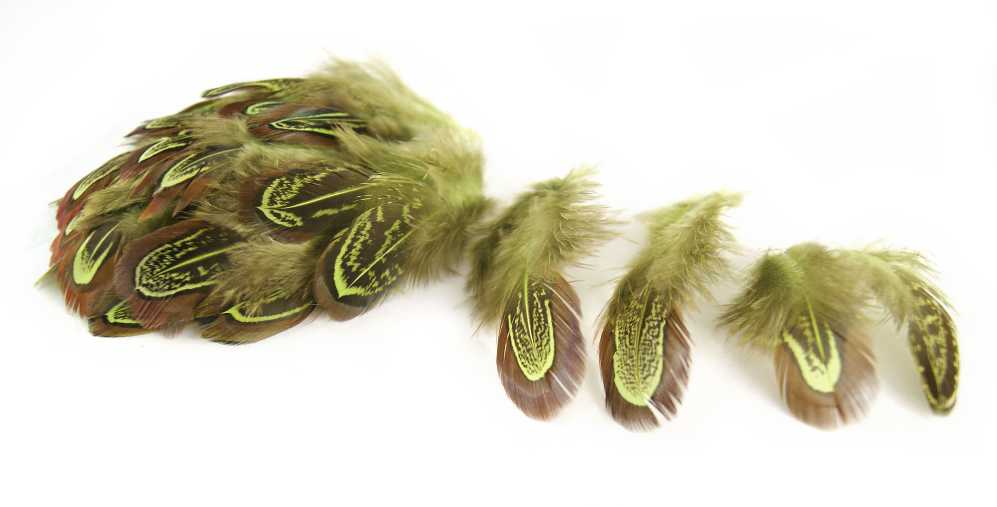plume de faisan commun vert vif