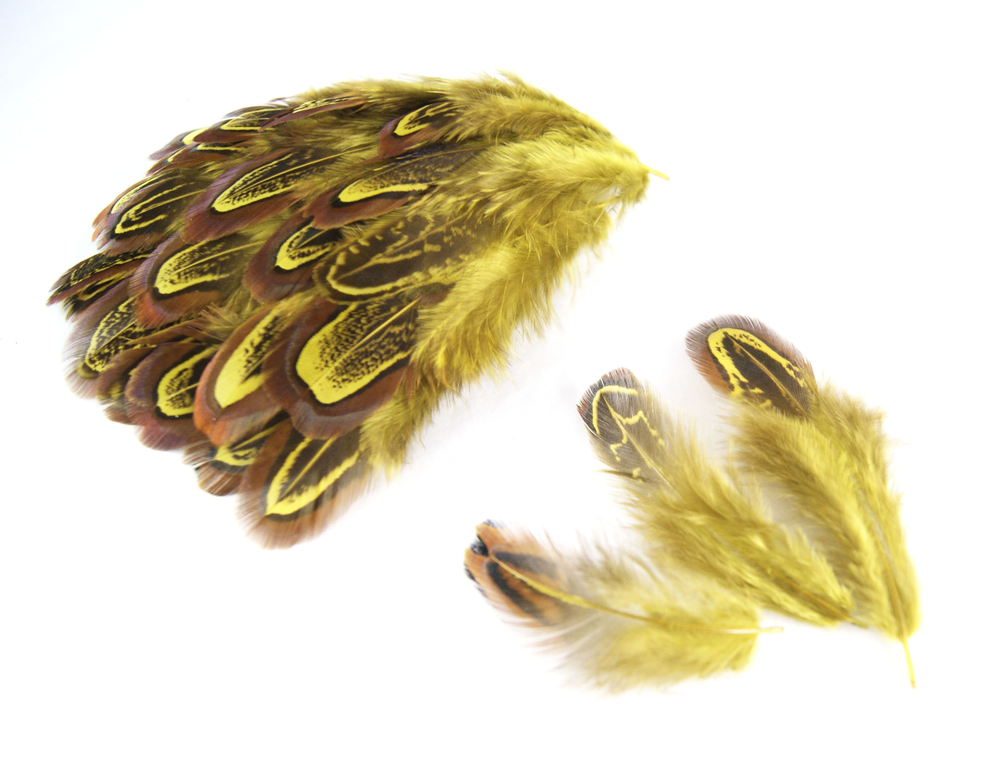 plume de faisan commun legere jaune