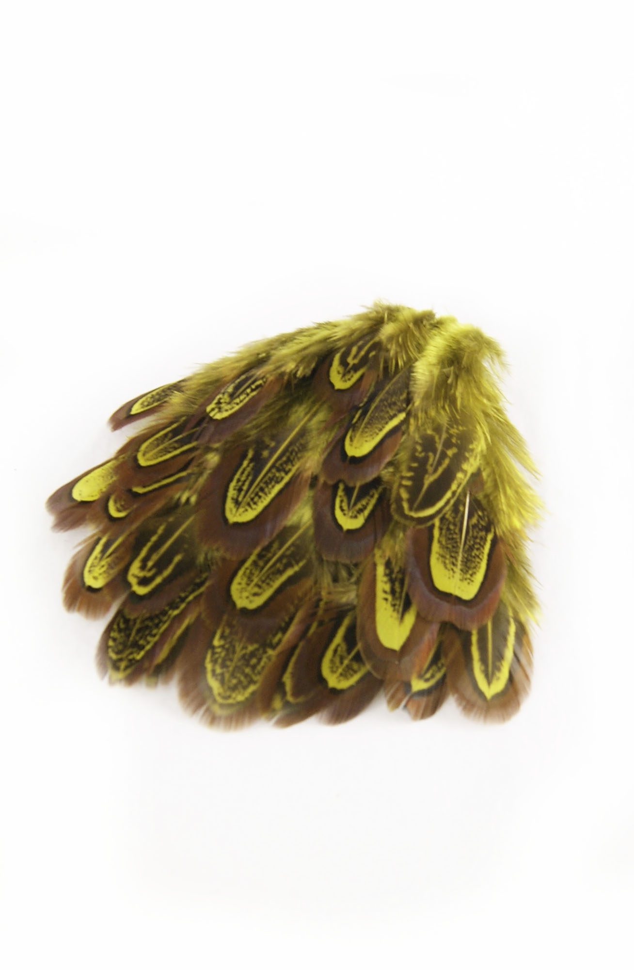 plume de faisan commun jaune
