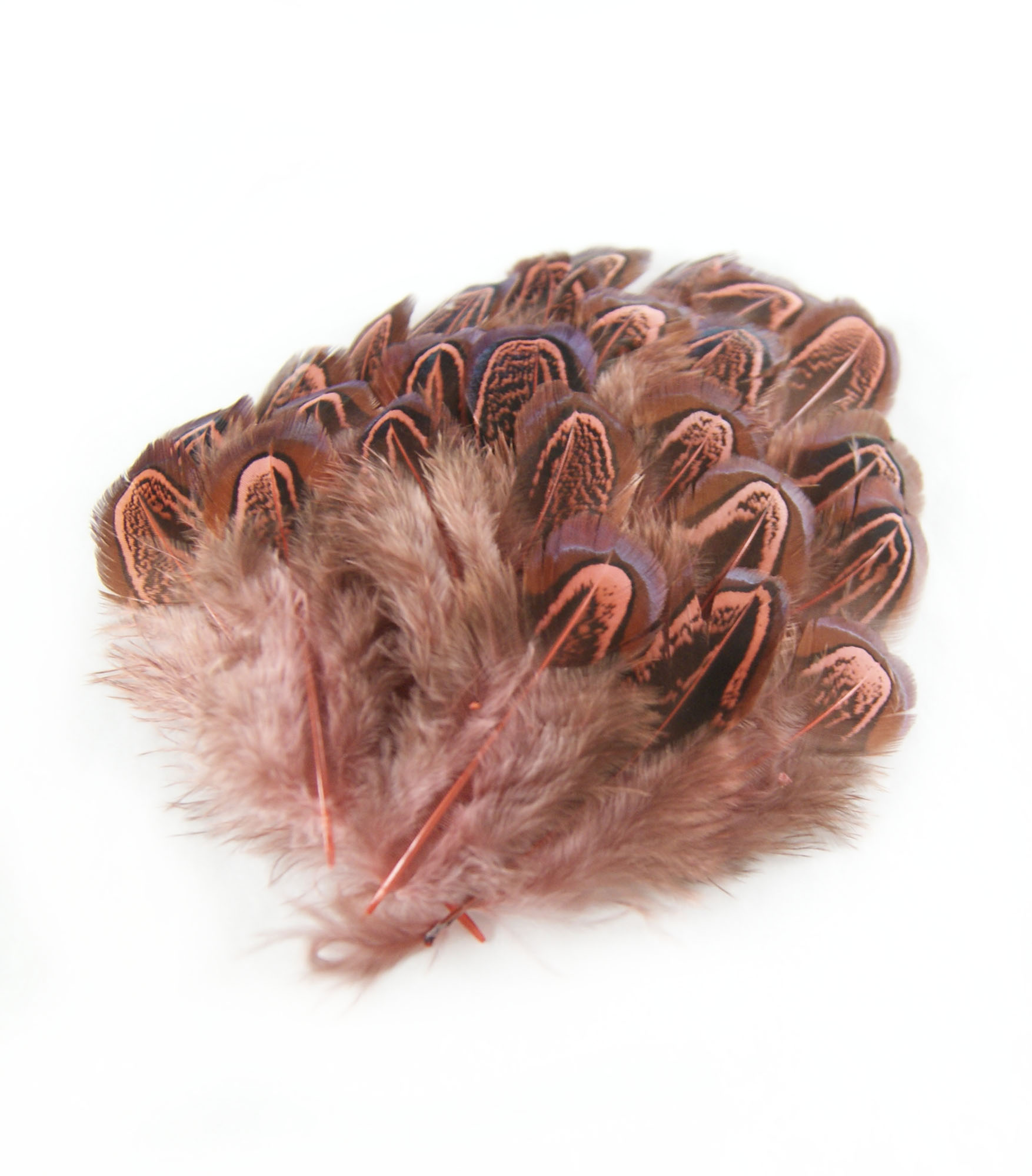 plume de faisan commun legere rose indien