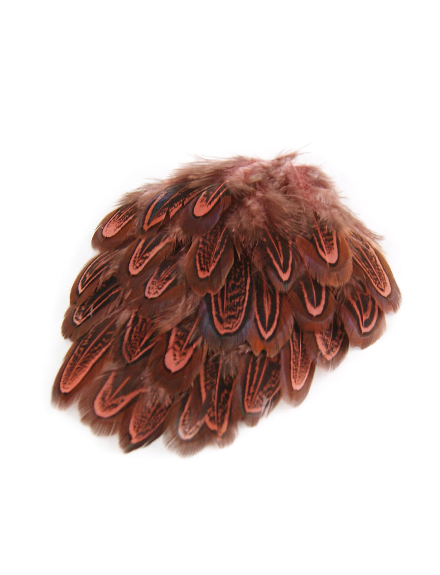 plume de faisan commun rose indien