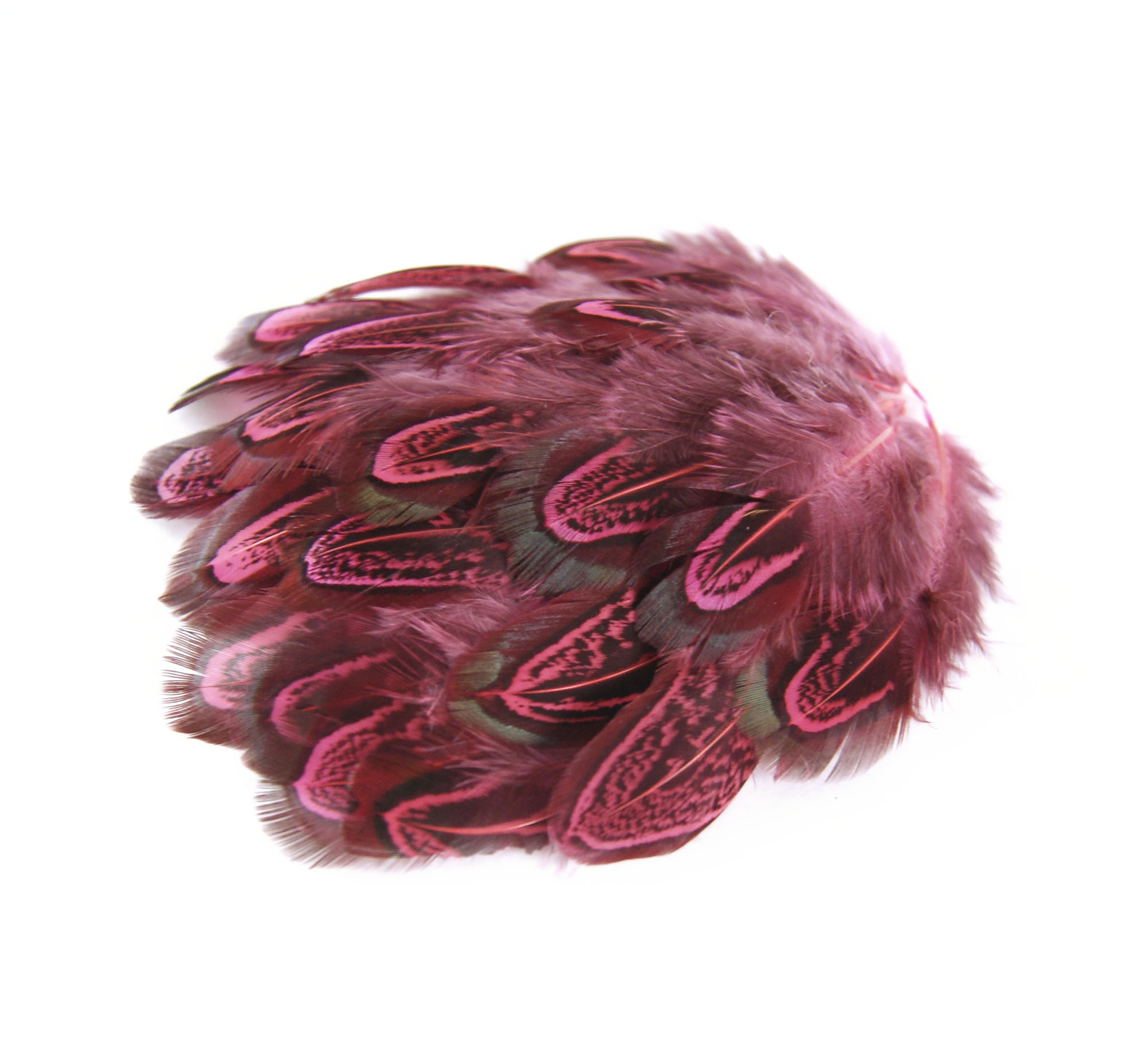 plume de faisan commun legere corail