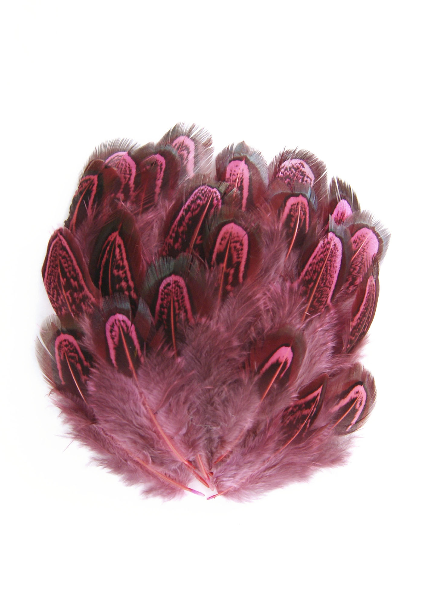 plume de faisan commun corail