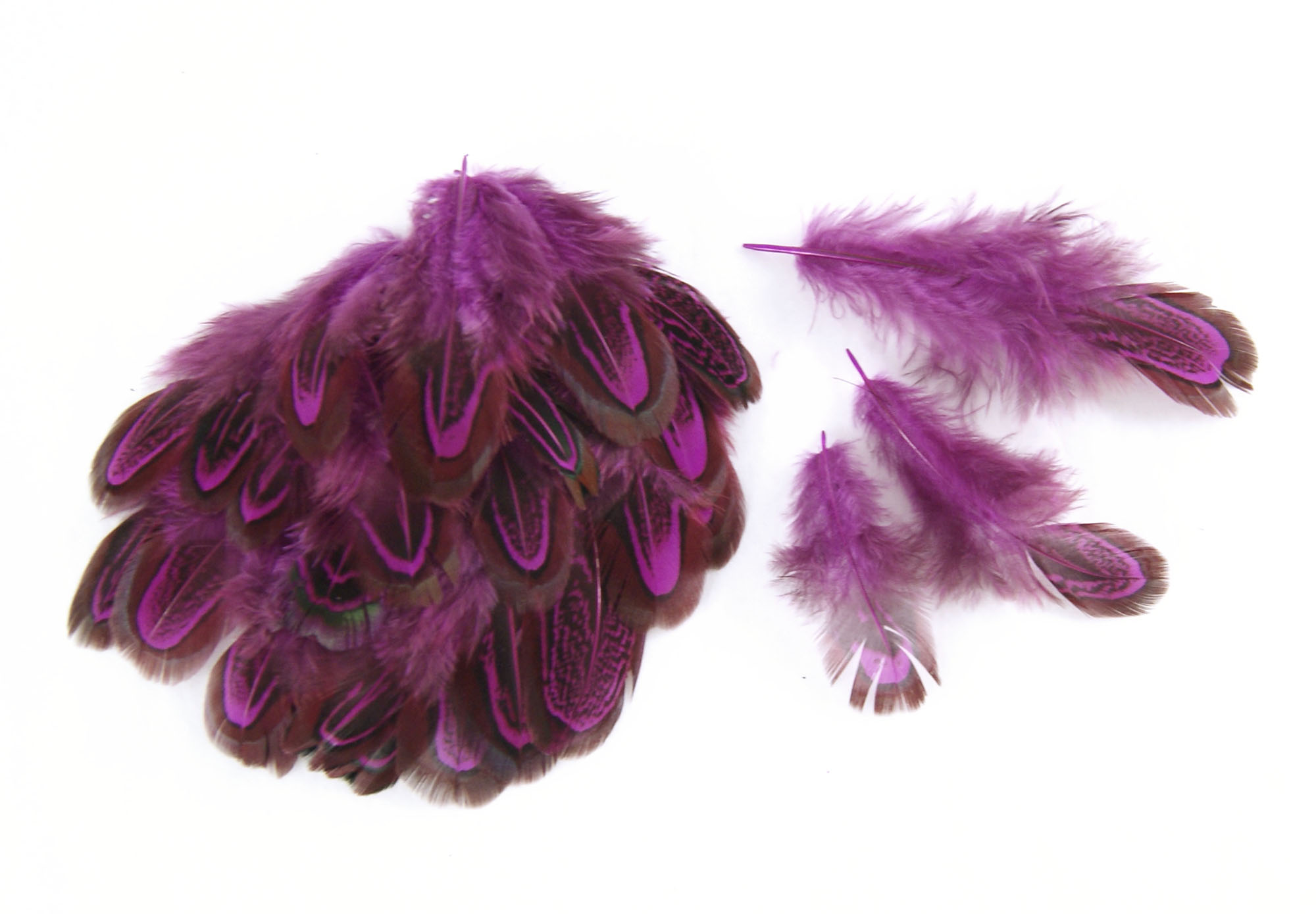plume de faisan commun legere fushia