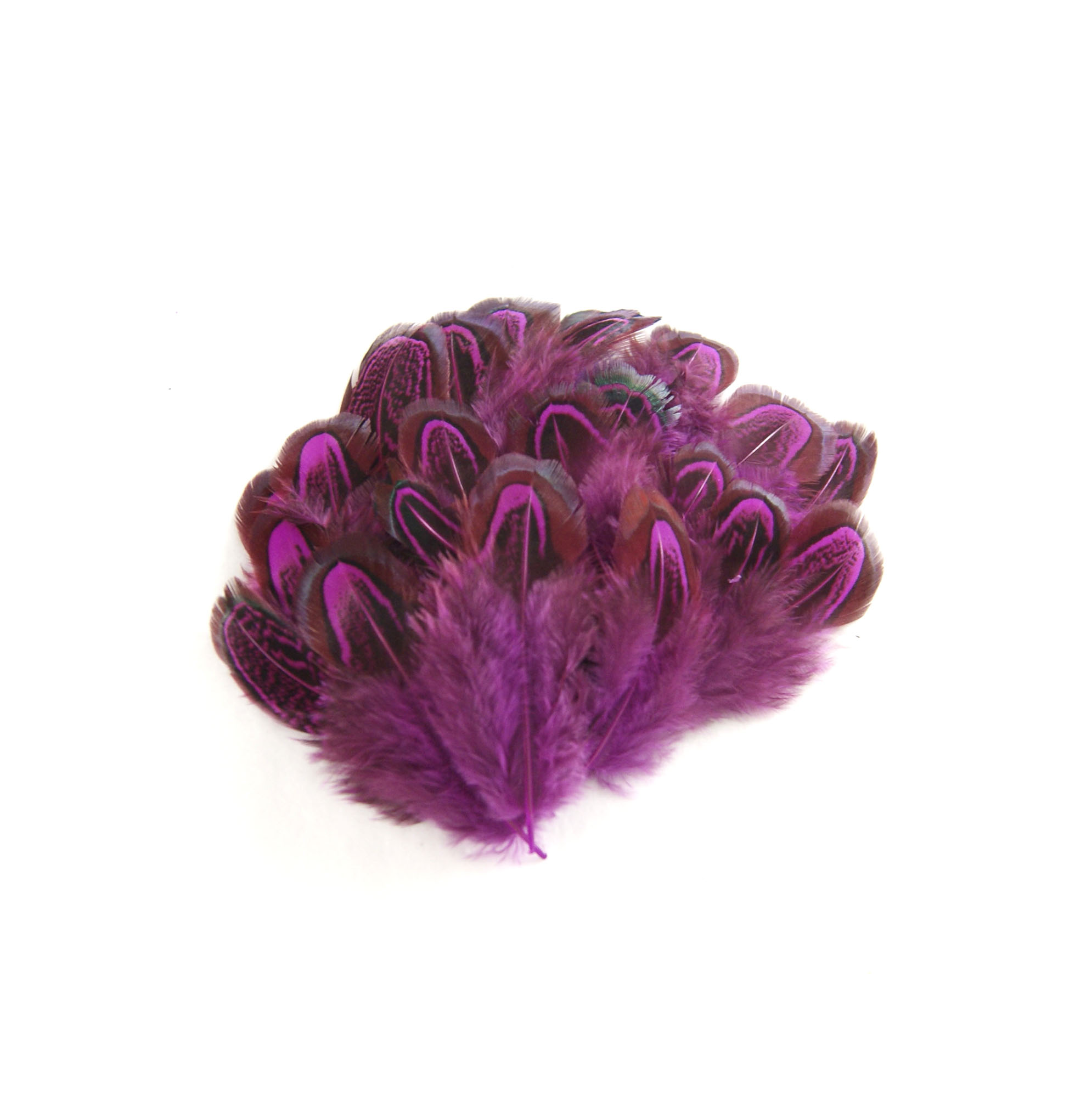 plume de faisan commun fushia