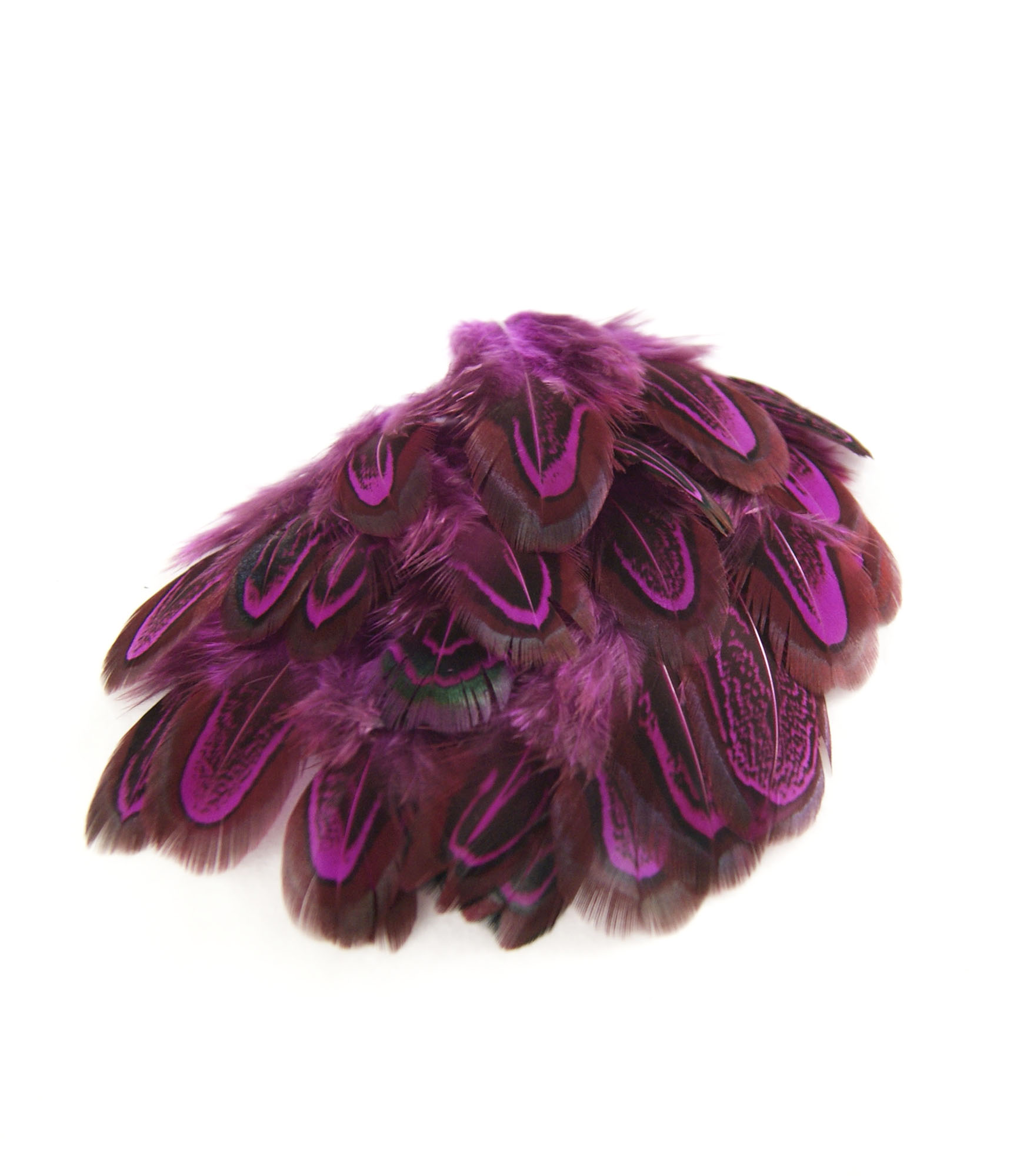 plume de faisan commun rose fushia