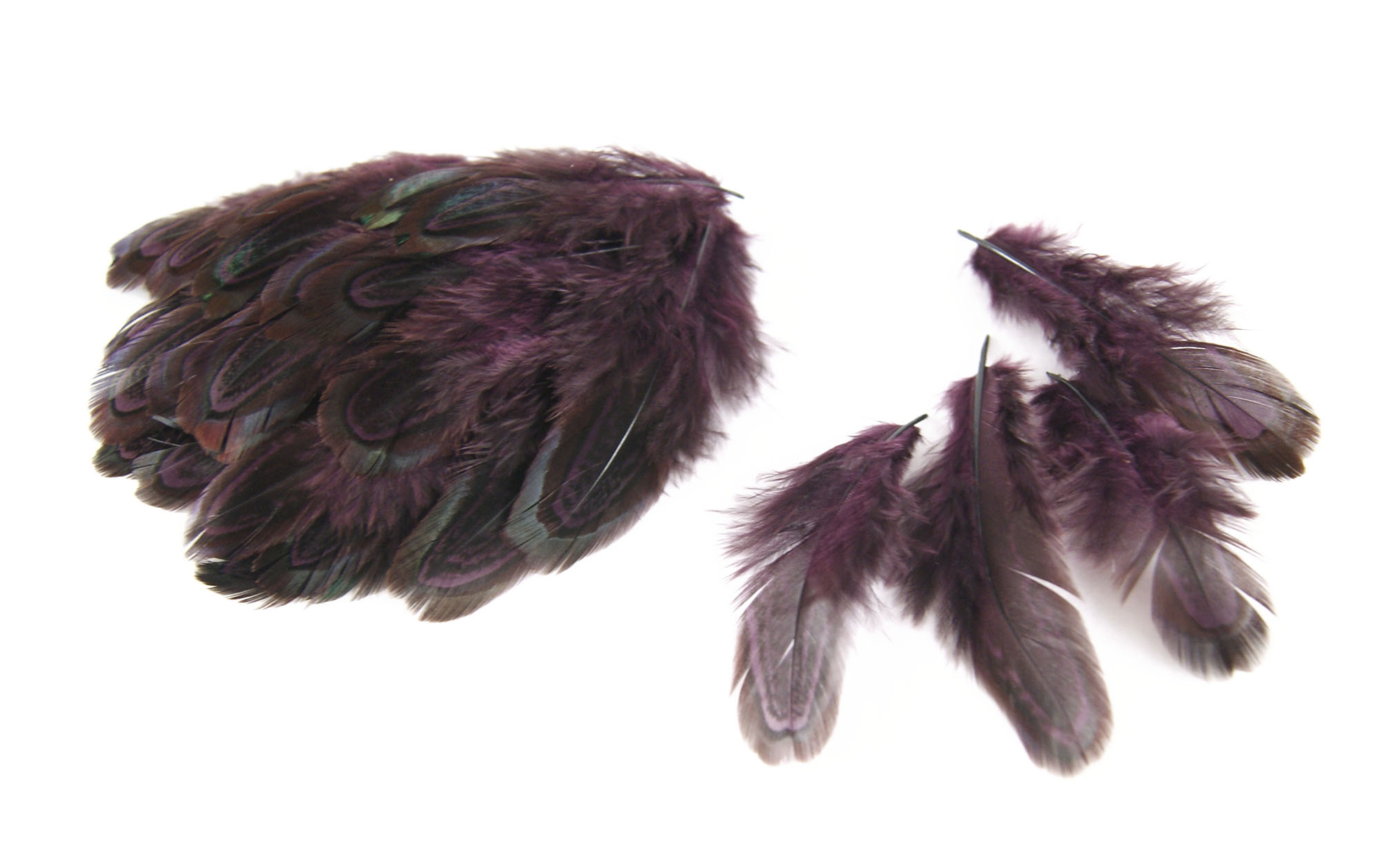 plume de faisan commun prune