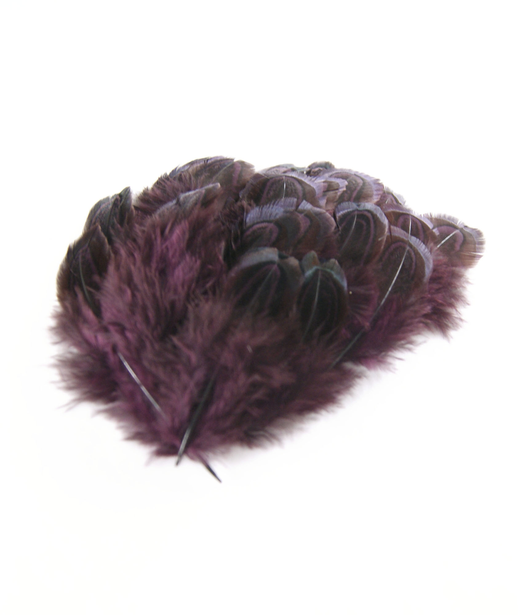 plume de faisan commun prune fonce