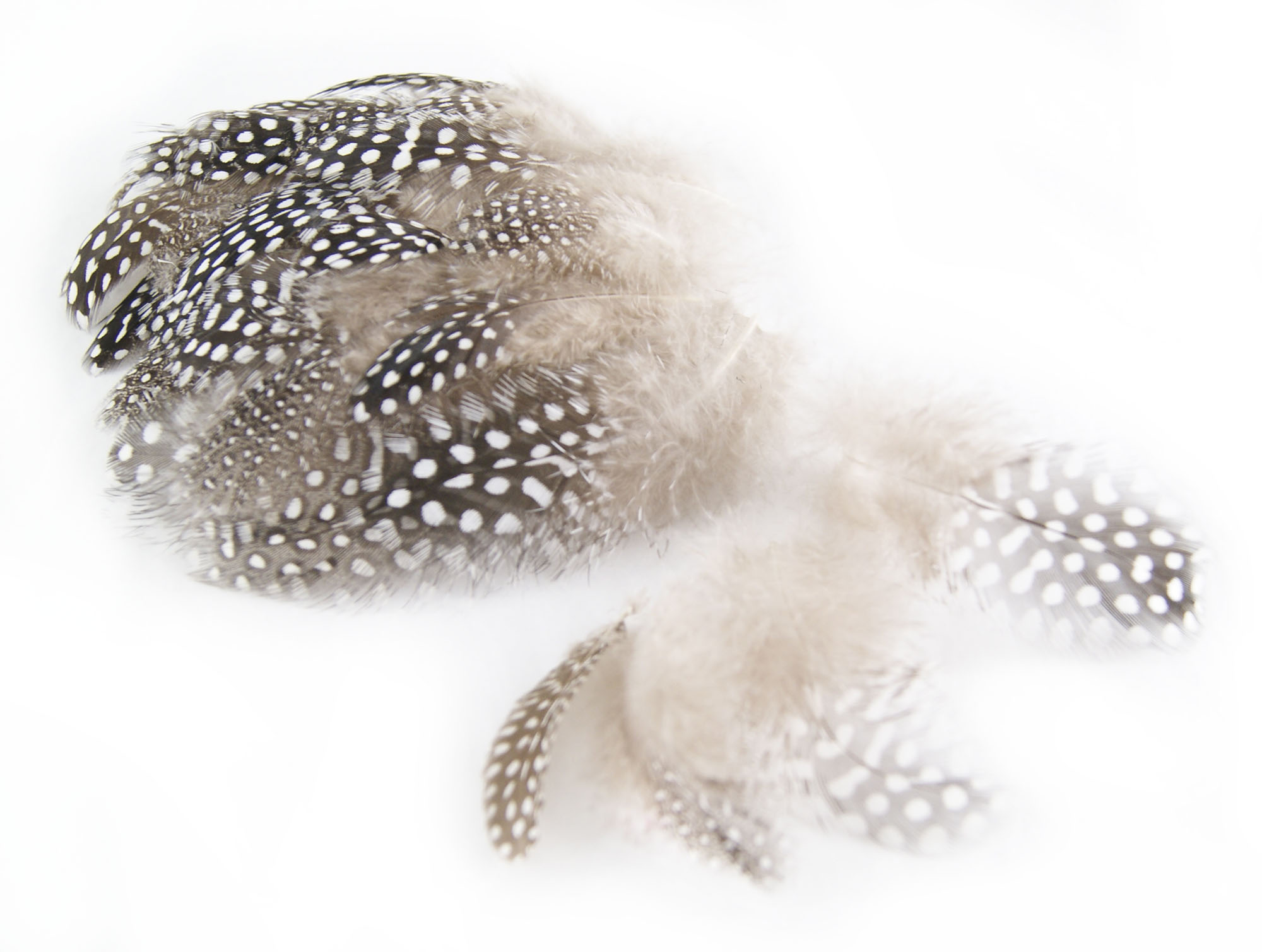 plume de pintade naturel de qualite