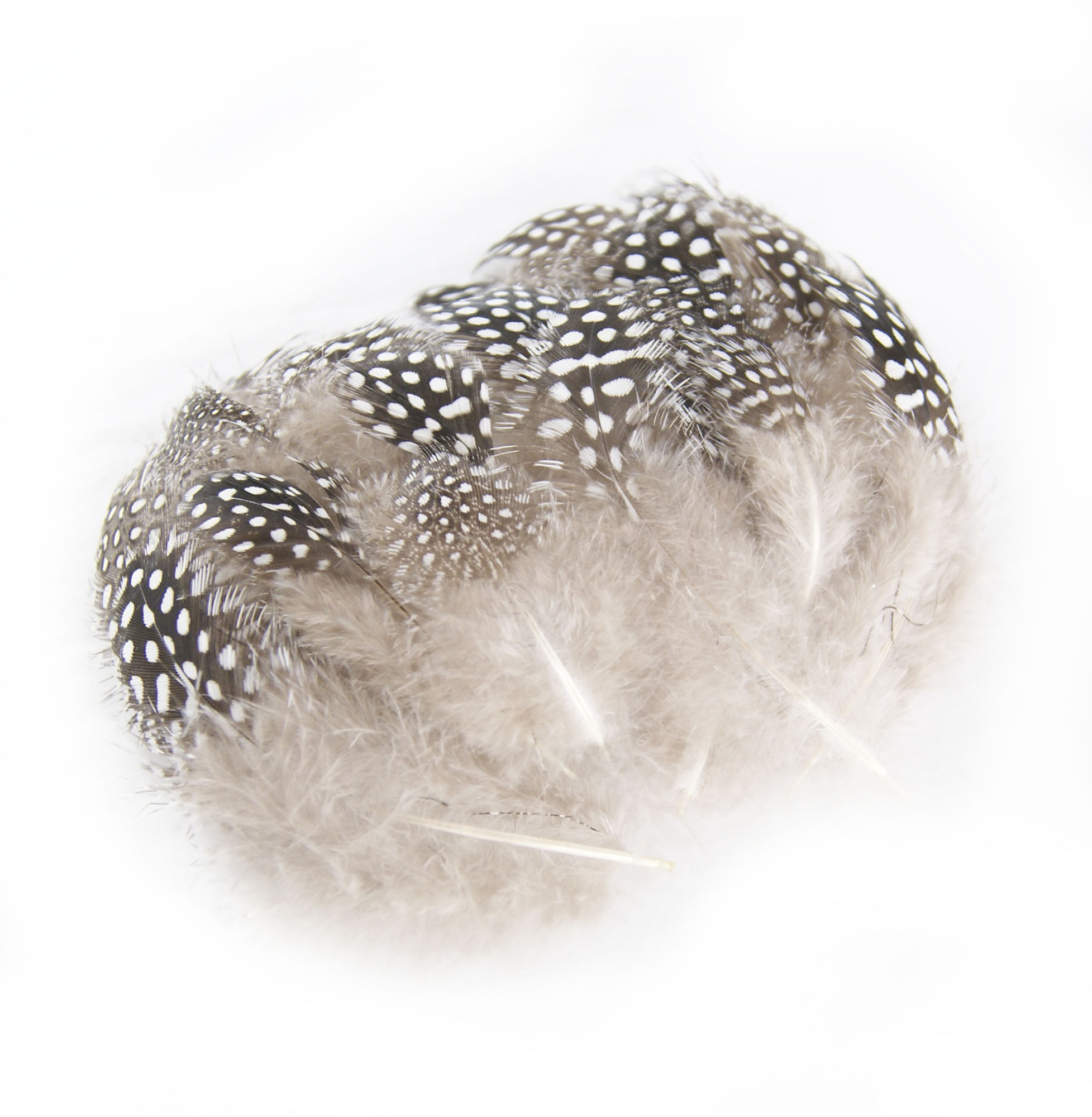 plume de pintade naturel
