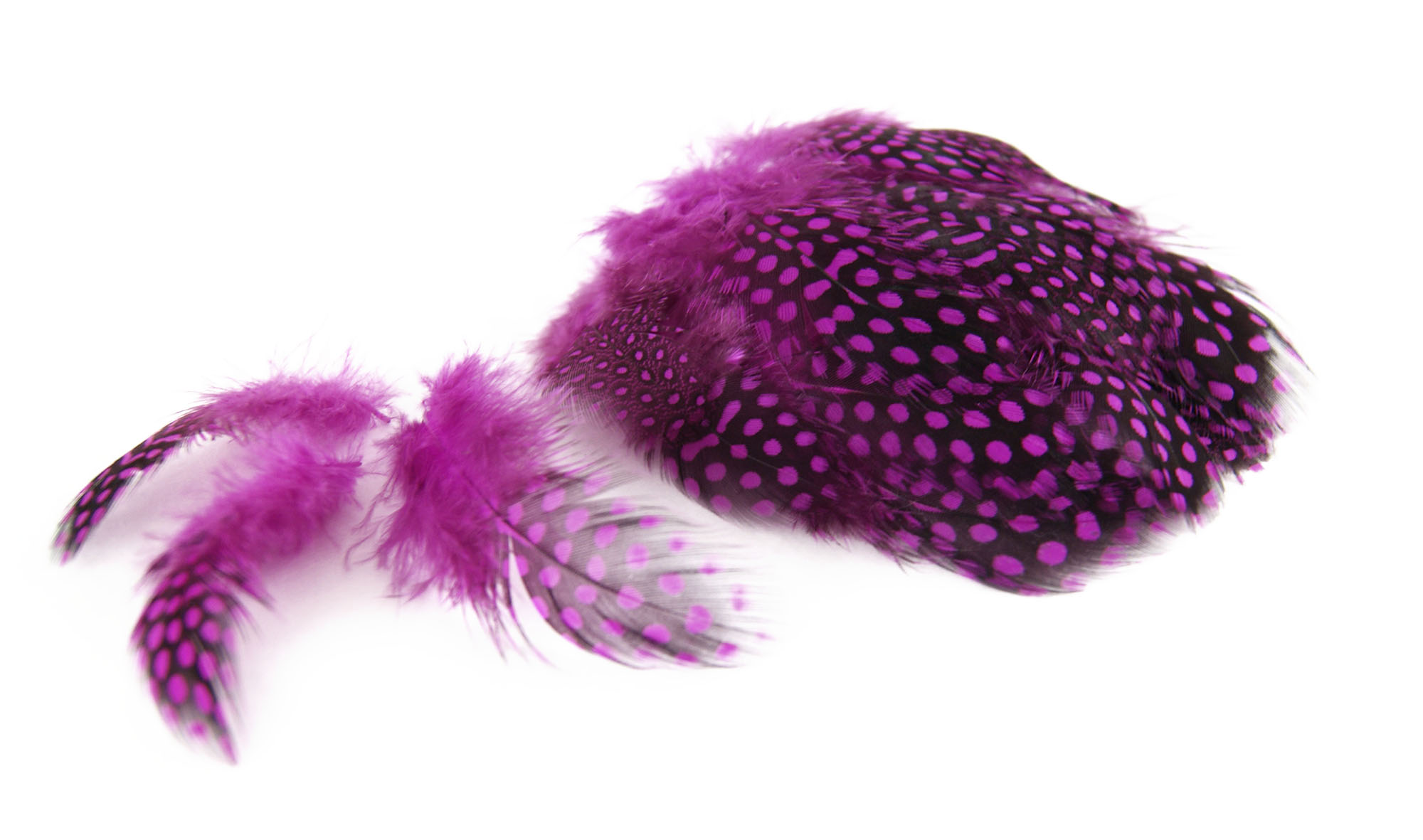 plume de pintade fushia