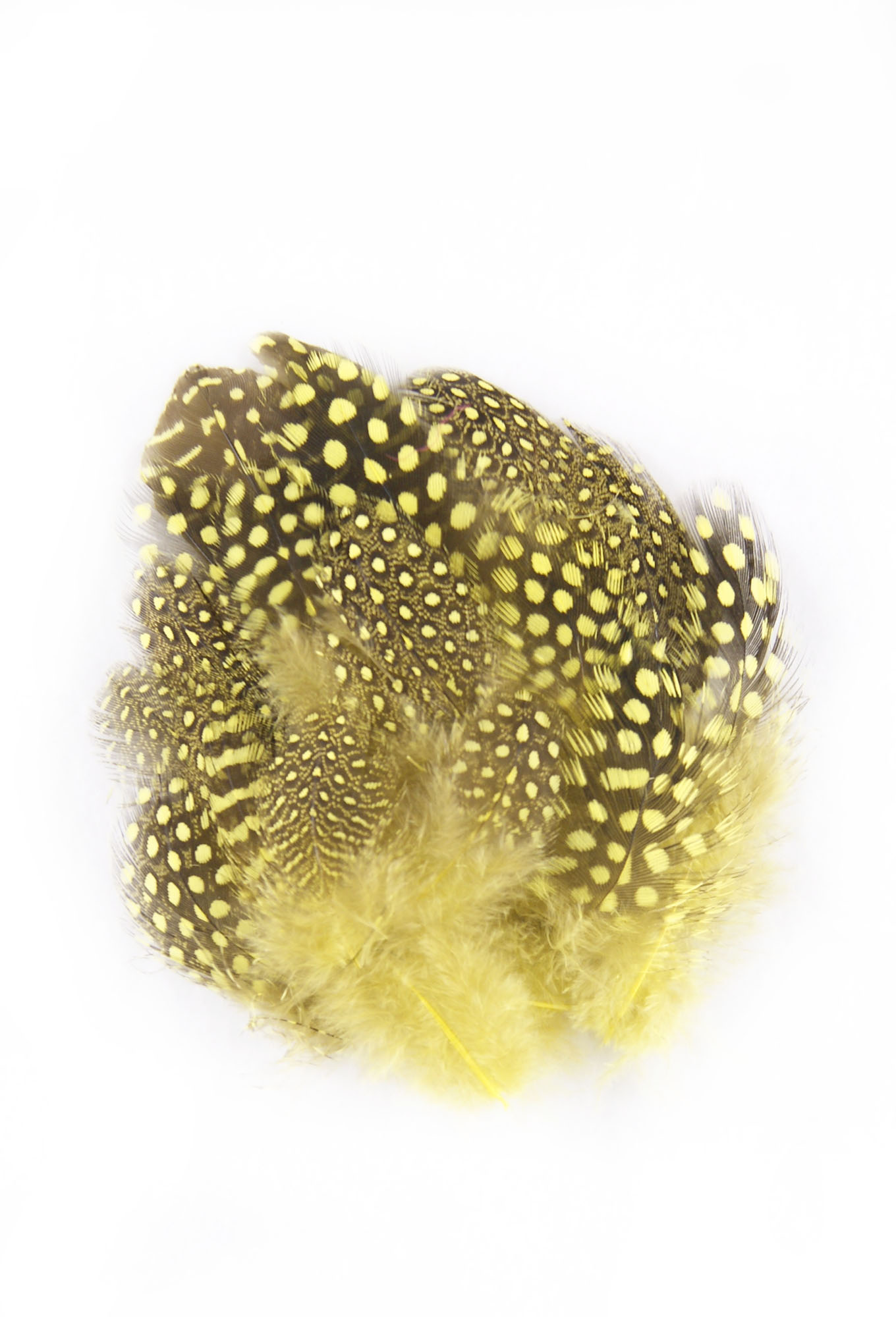 plume de pintade jaune jolie