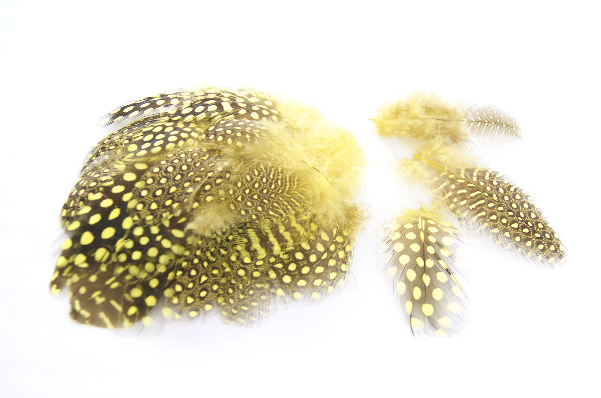 plume de pintade jaune belle