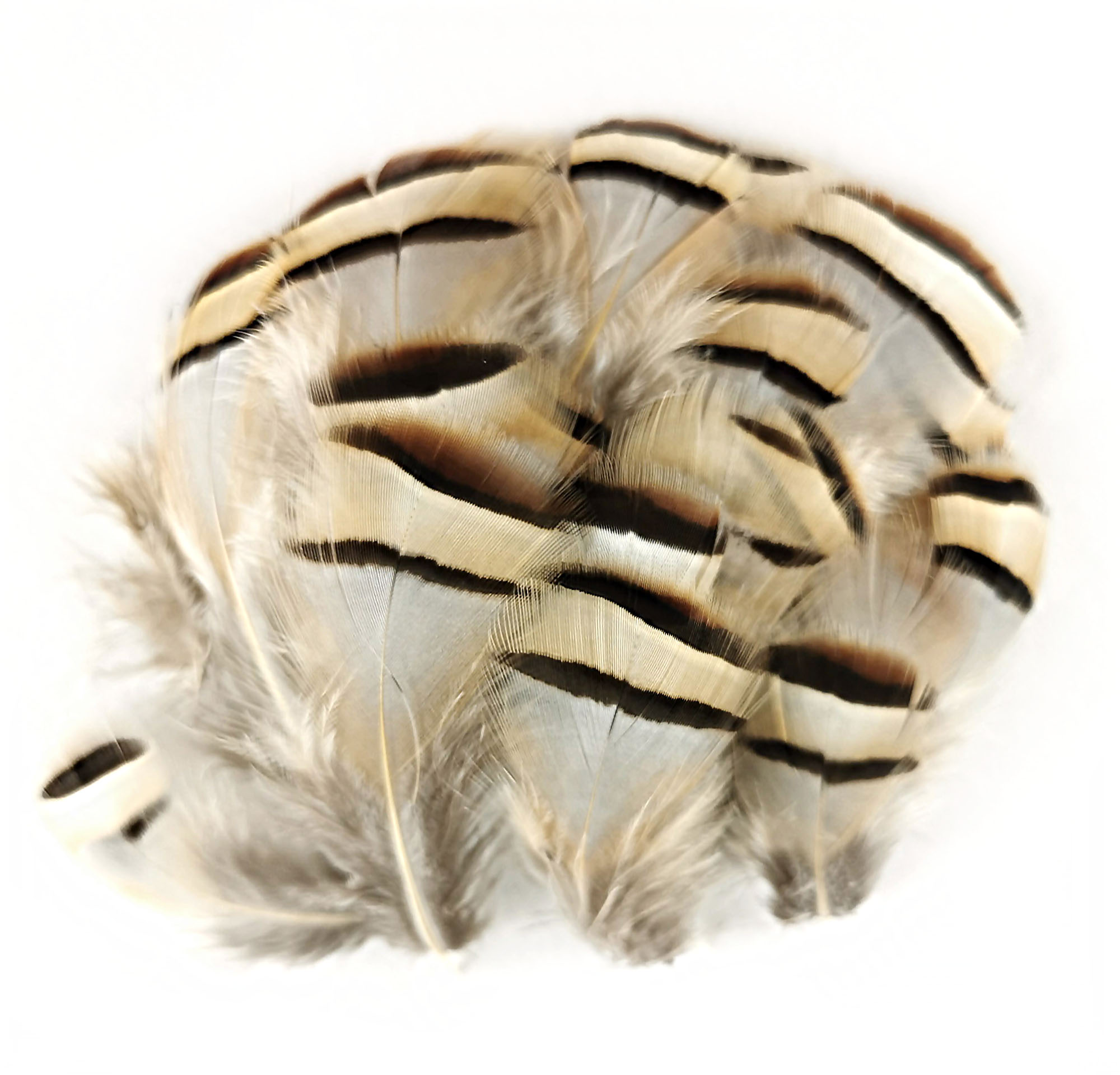 plume de perdrix naturel de qualite