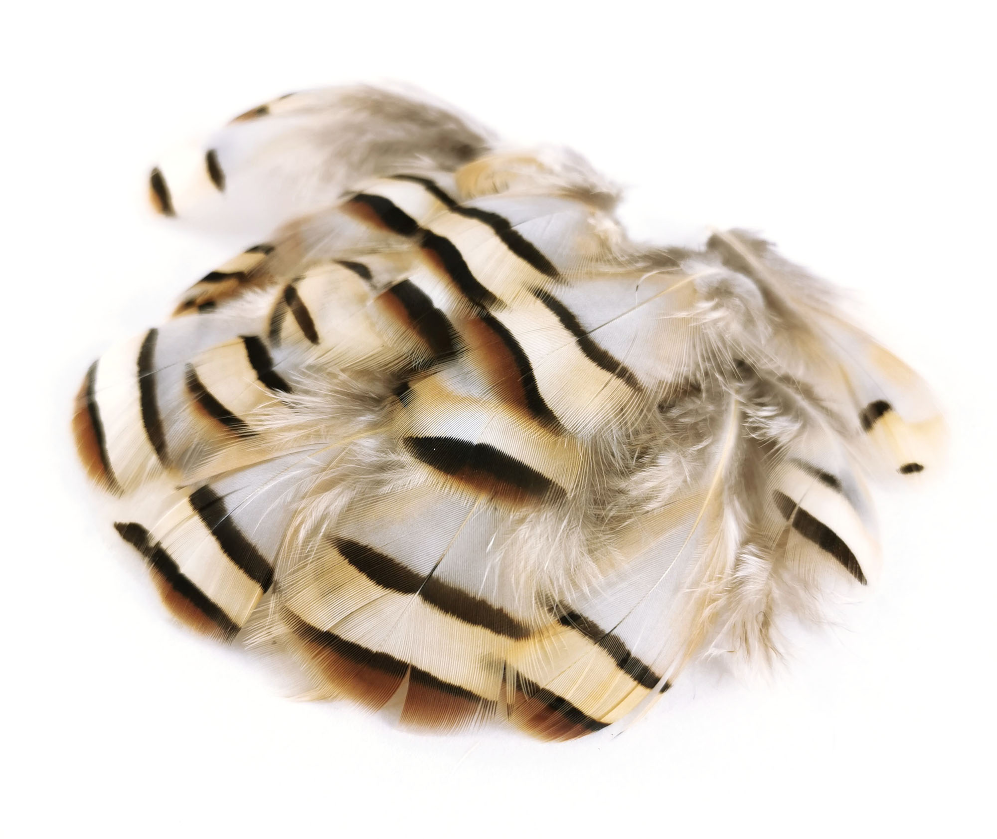 plume de perdri naturel