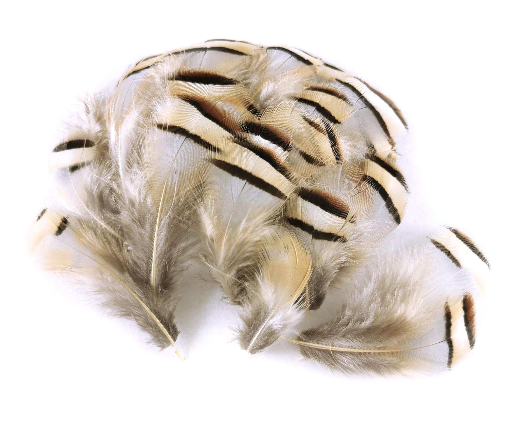 plume de perdrix naturel