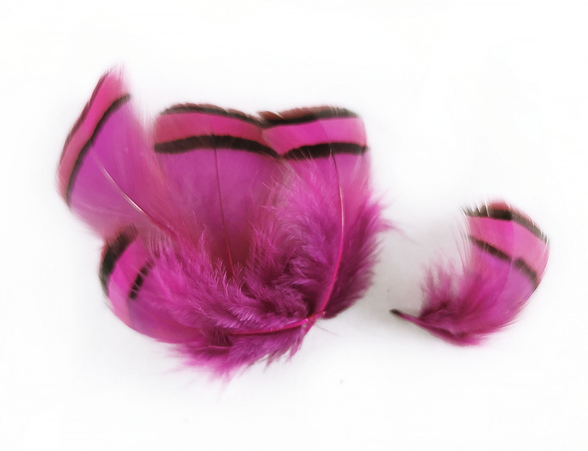 plume de perdrix fushia