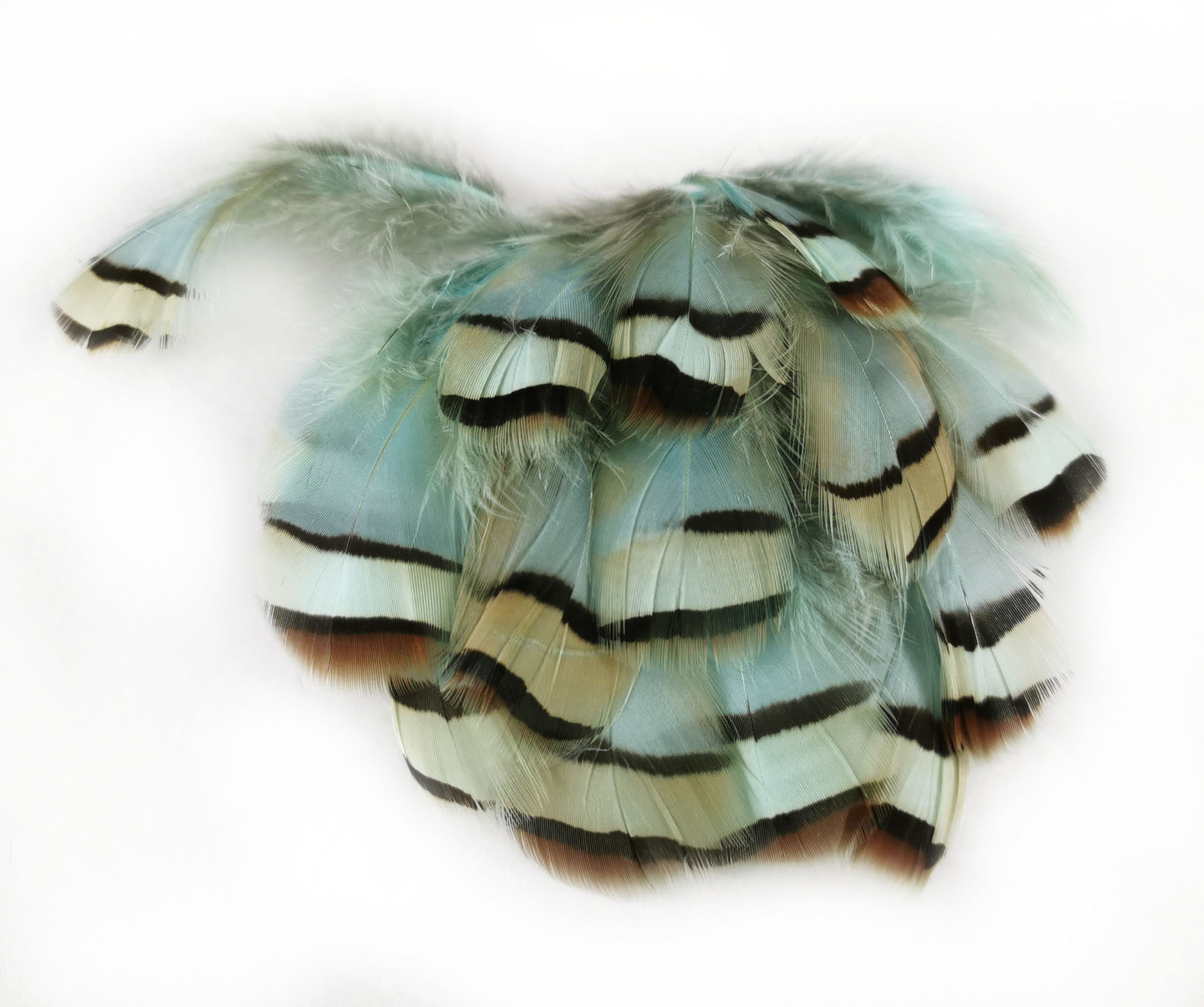 plume de perdri bleu lagon