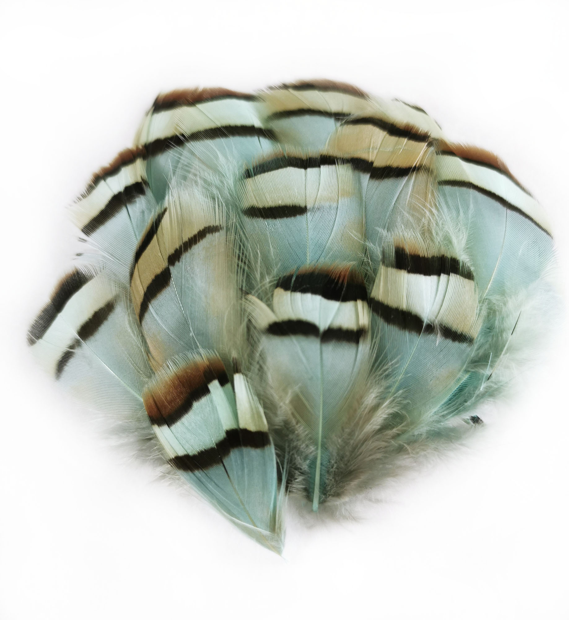 plume de perdrix bleu lagon