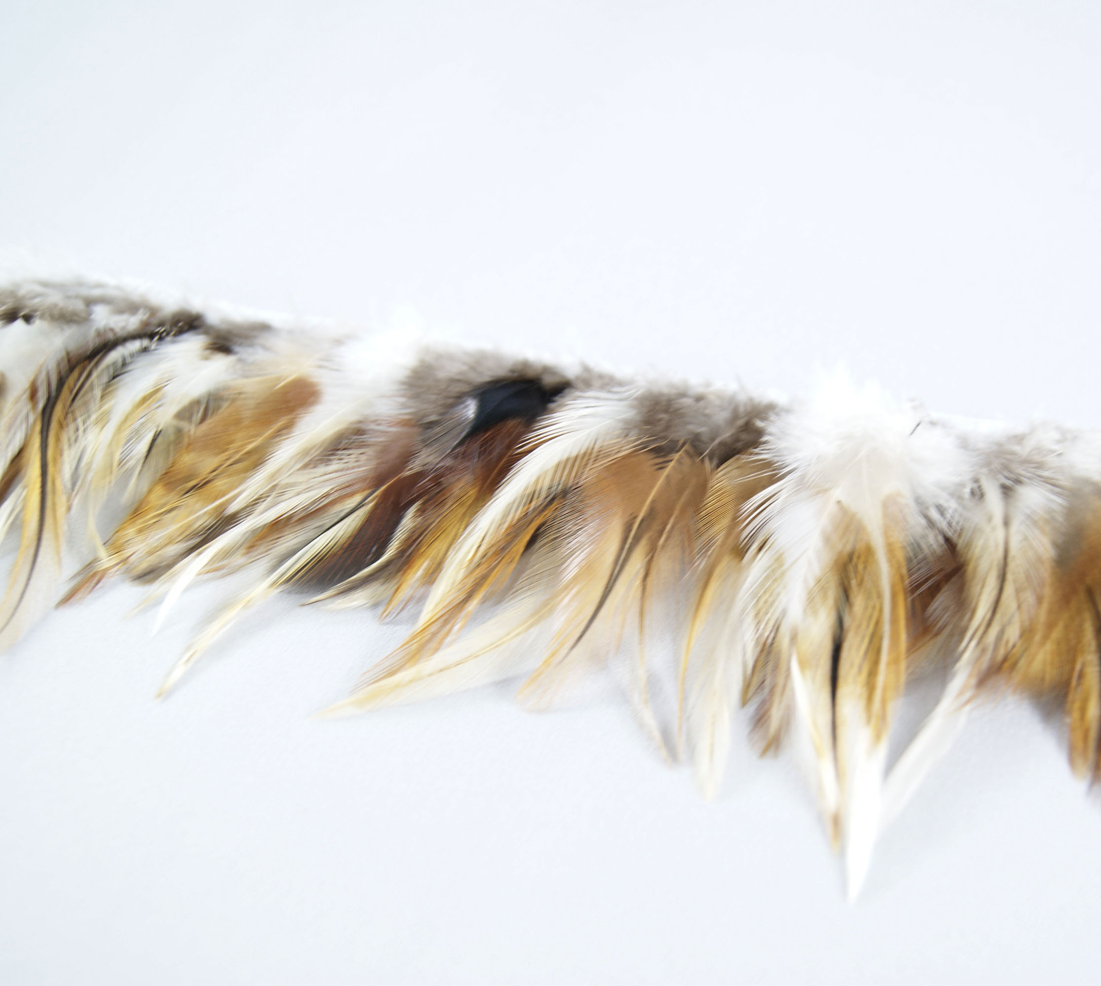 Galon plume croupe de coq mixe naturel