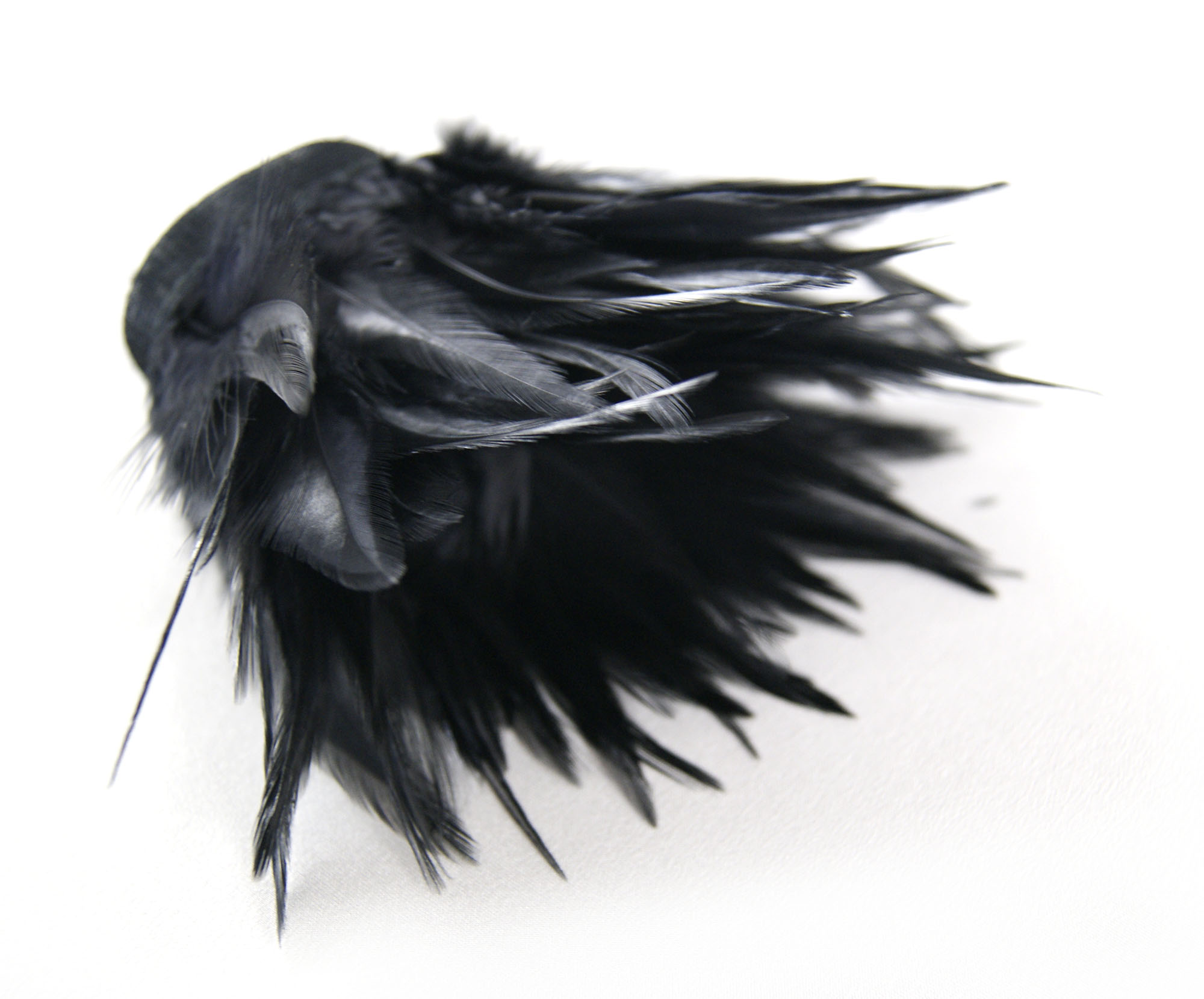 frange plume croupe de coq noir