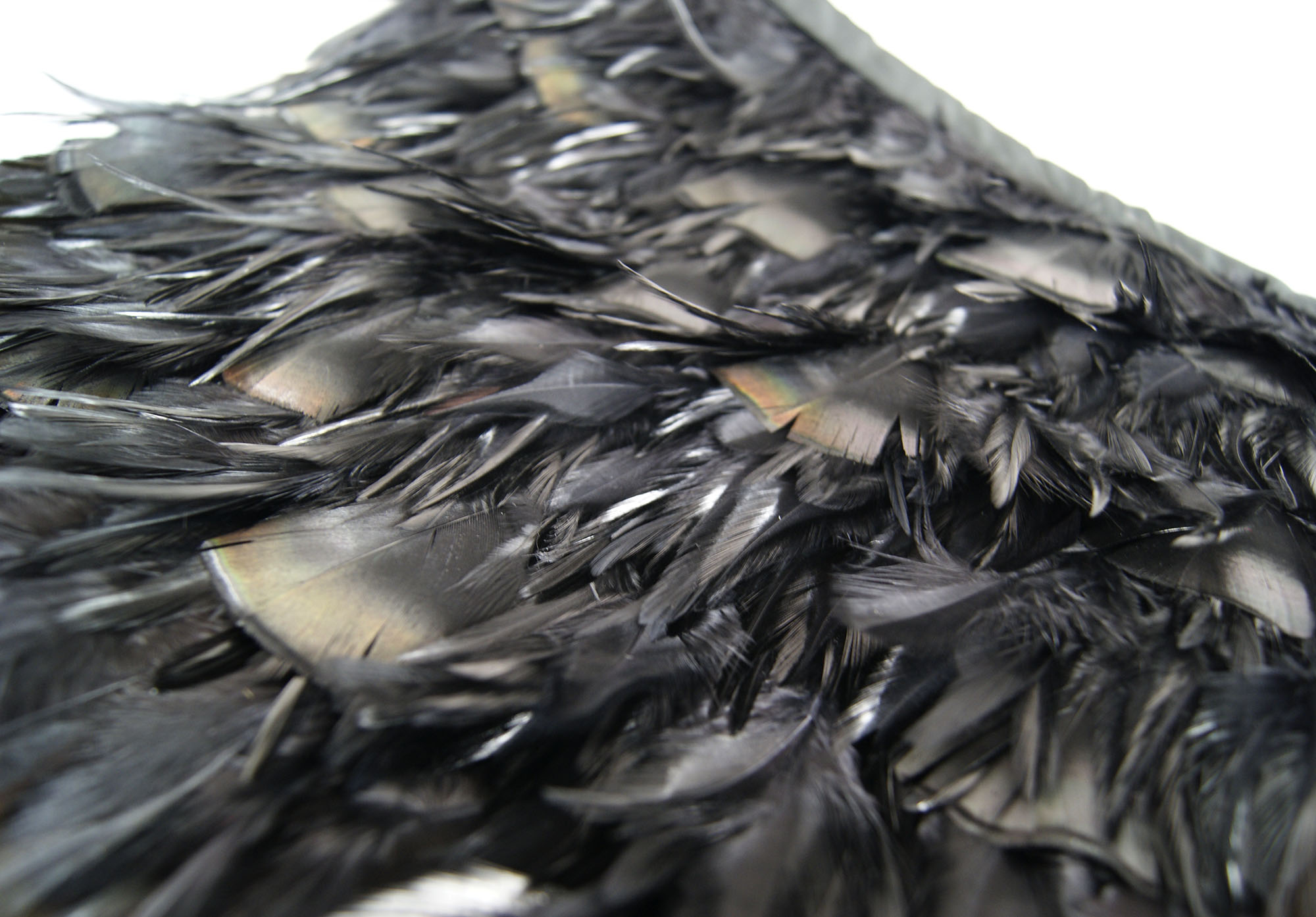 Galon plume croupe de coq noir