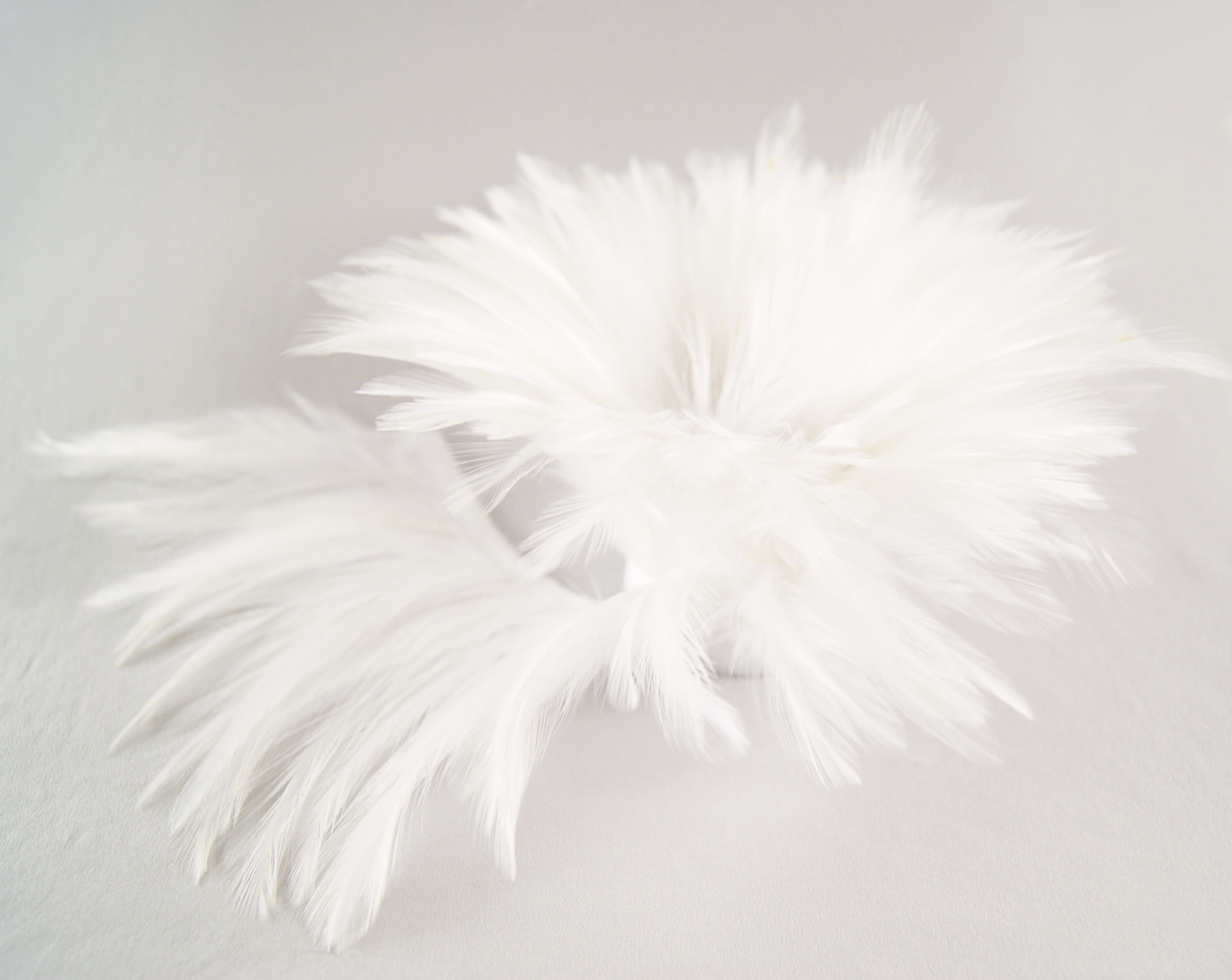 galon plume de cou de coq ivoire