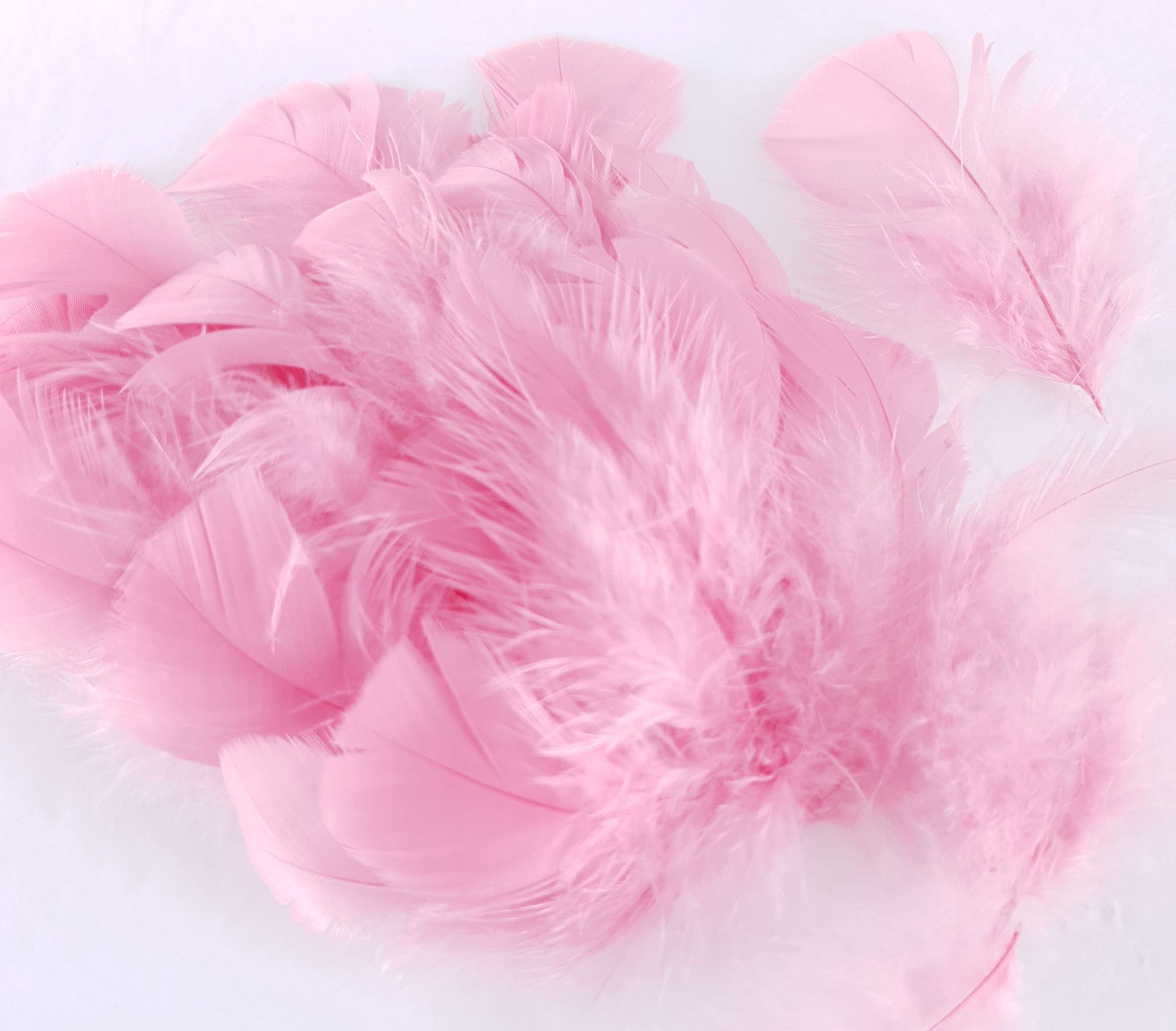 plume duveteuse dinde petite coquille rose buvard