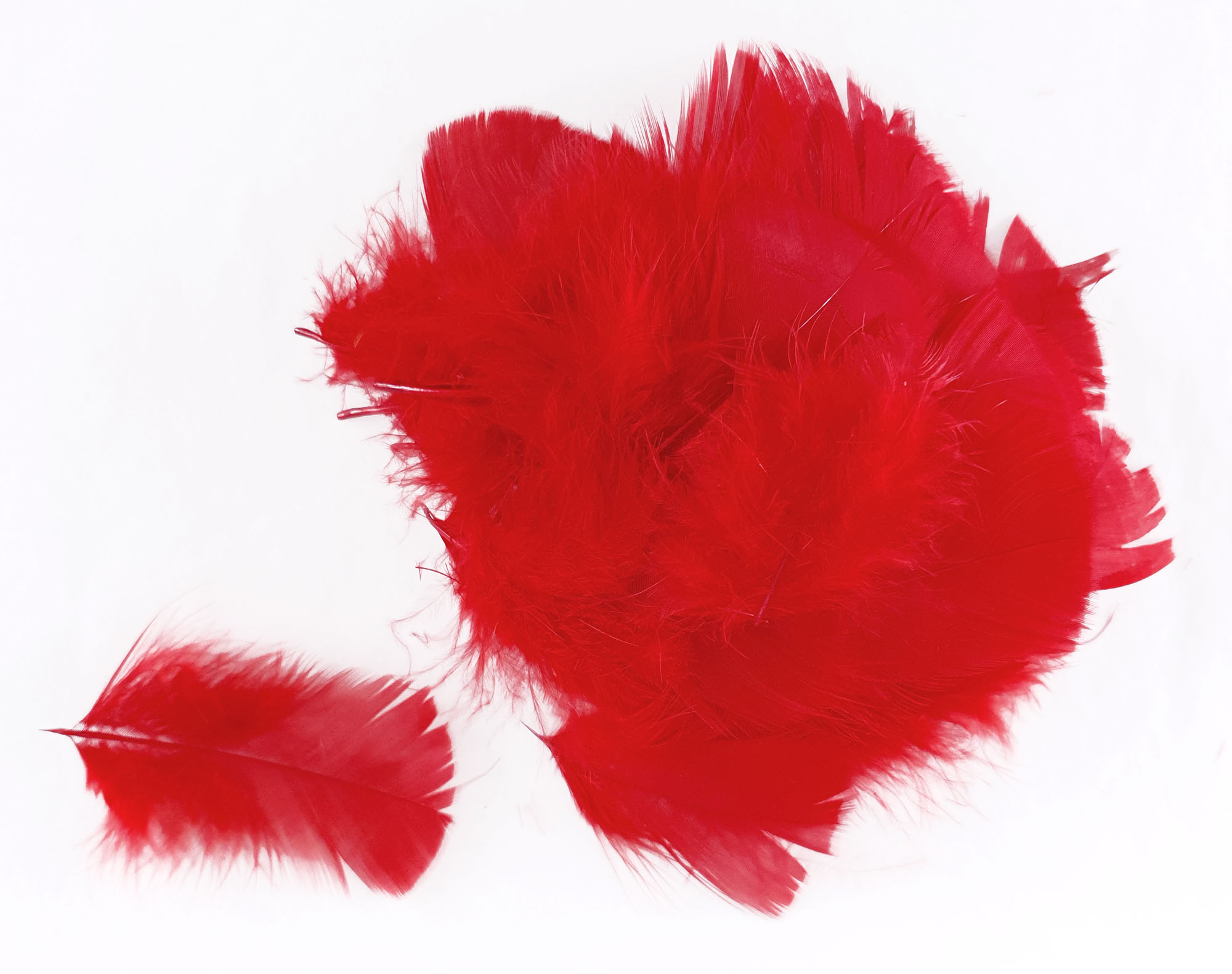 plume duveteuse dinde petite coquille rouge