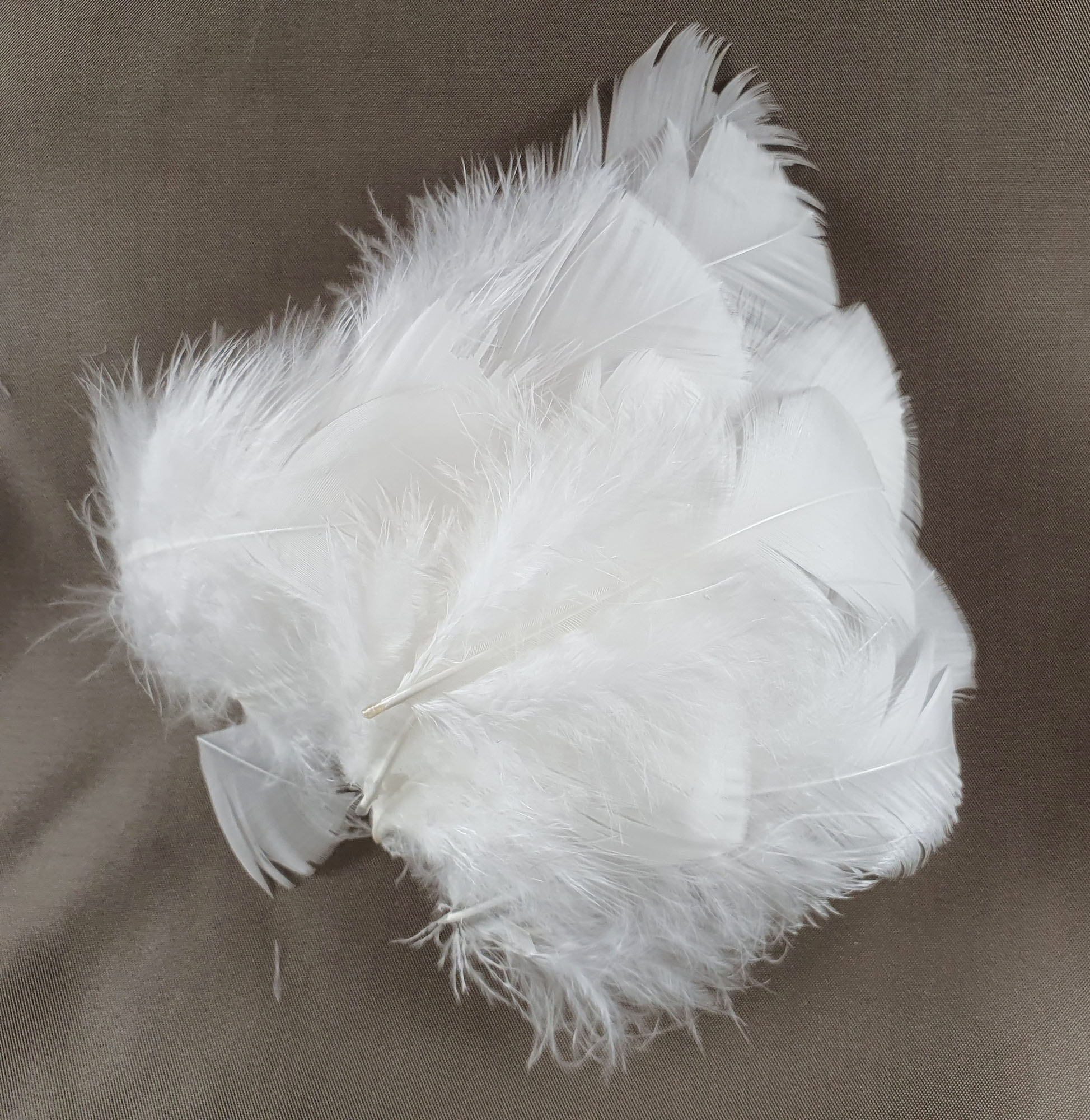 plume duveteuse dinde petite coquille blanc